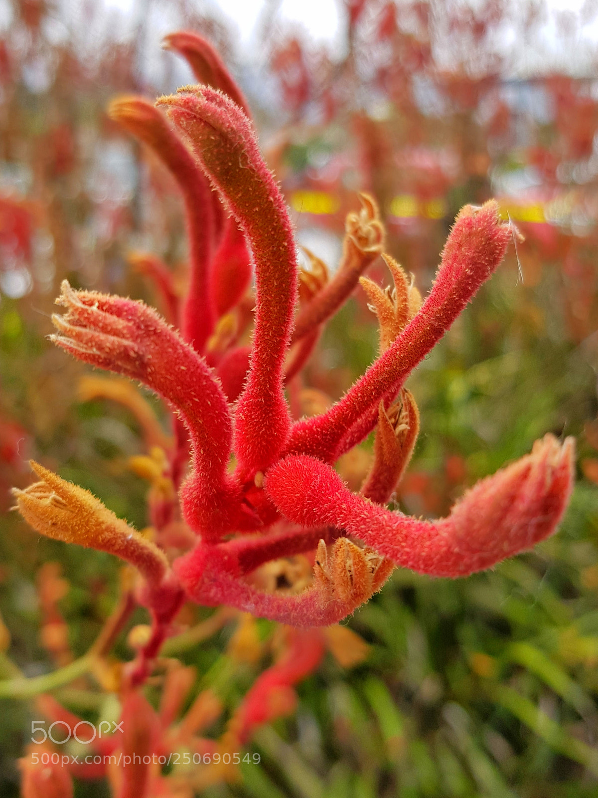 Samsung Galaxy S8+ sample photo. Red... photography