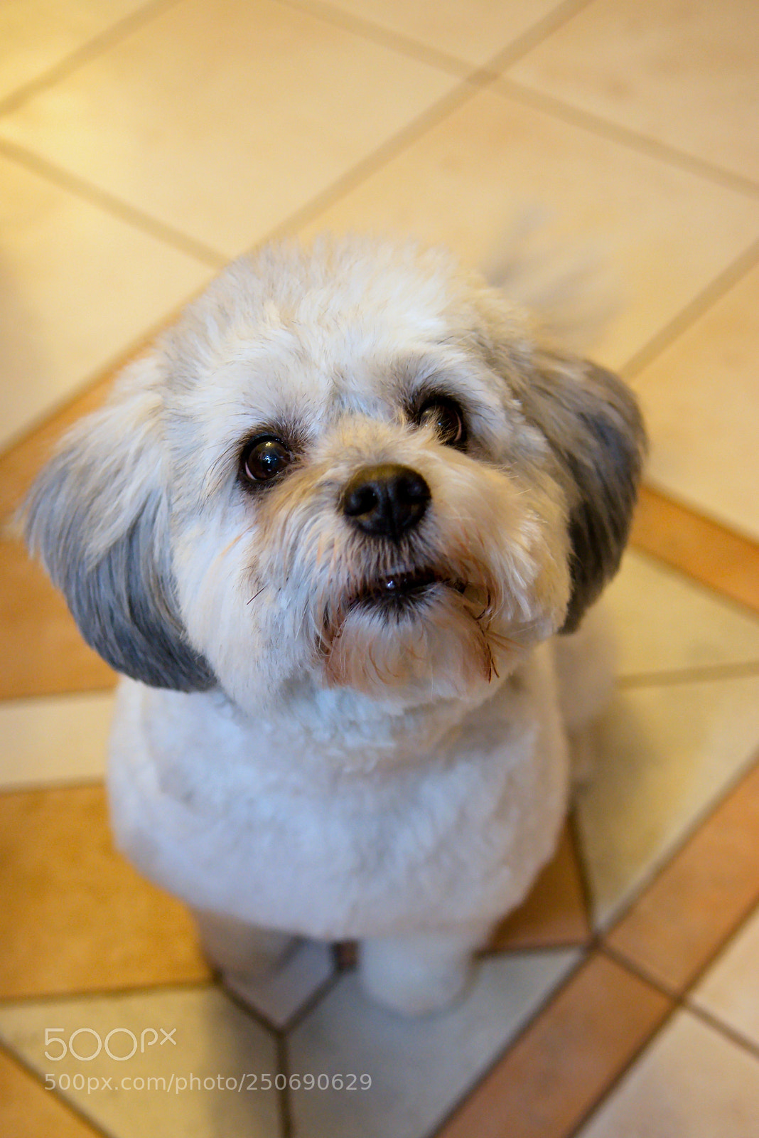 Nikon D5200 sample photo. Molly photography