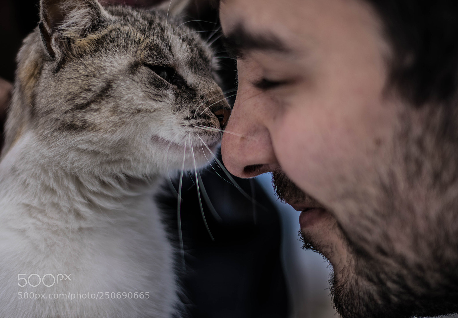 Nikon D5300 sample photo. "animals love humans" photography