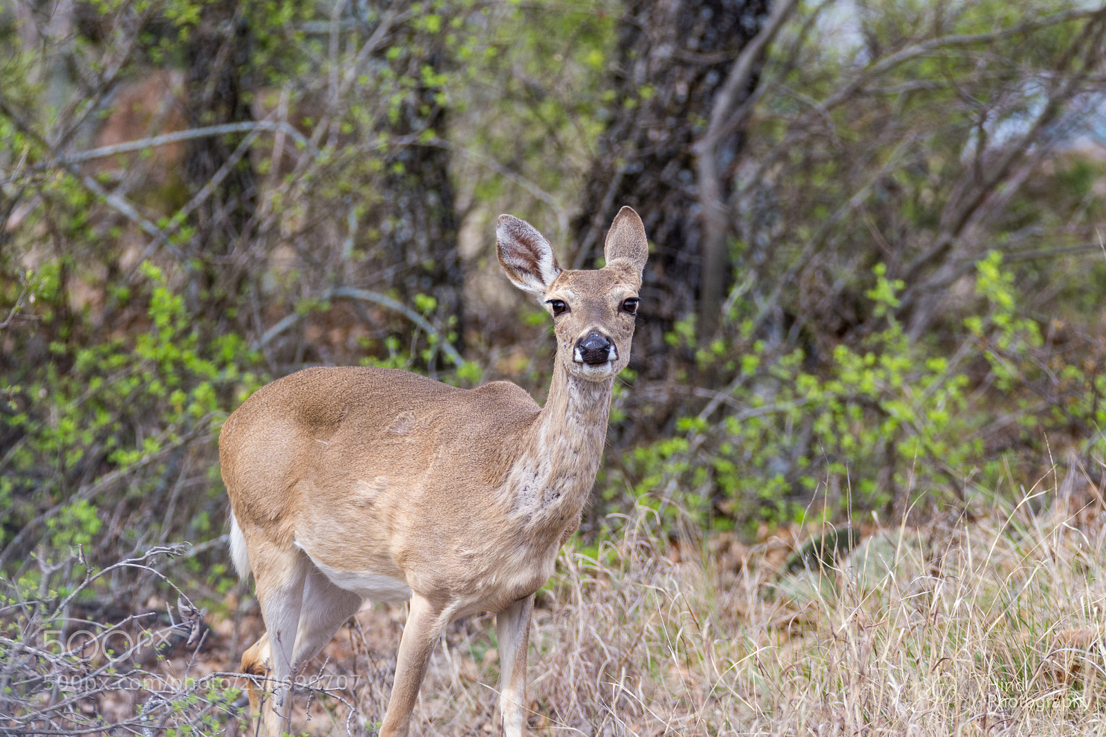 Nikon D7200 sample photo. Doe photography