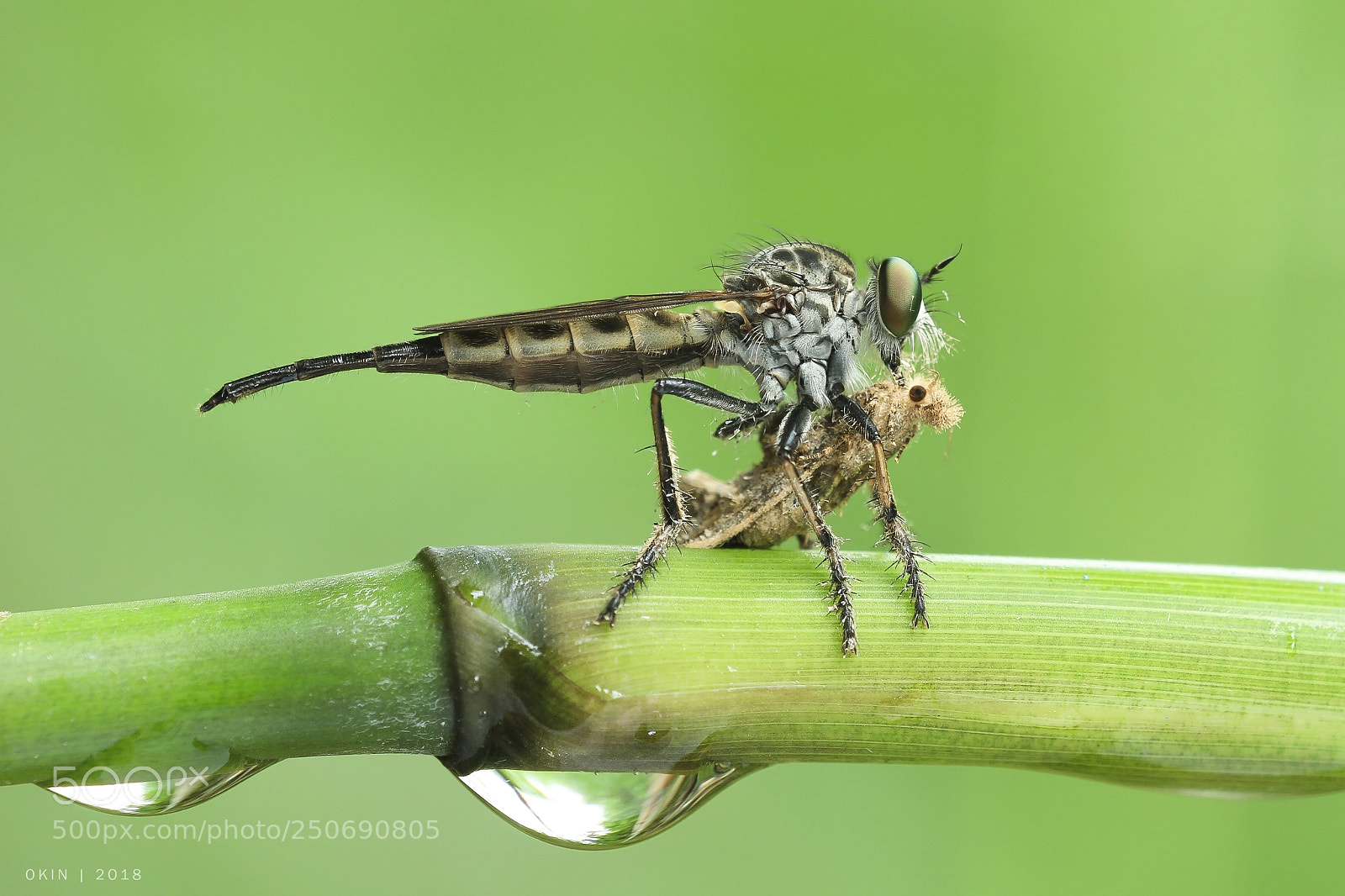 Canon EOS 7D sample photo. Dew photography