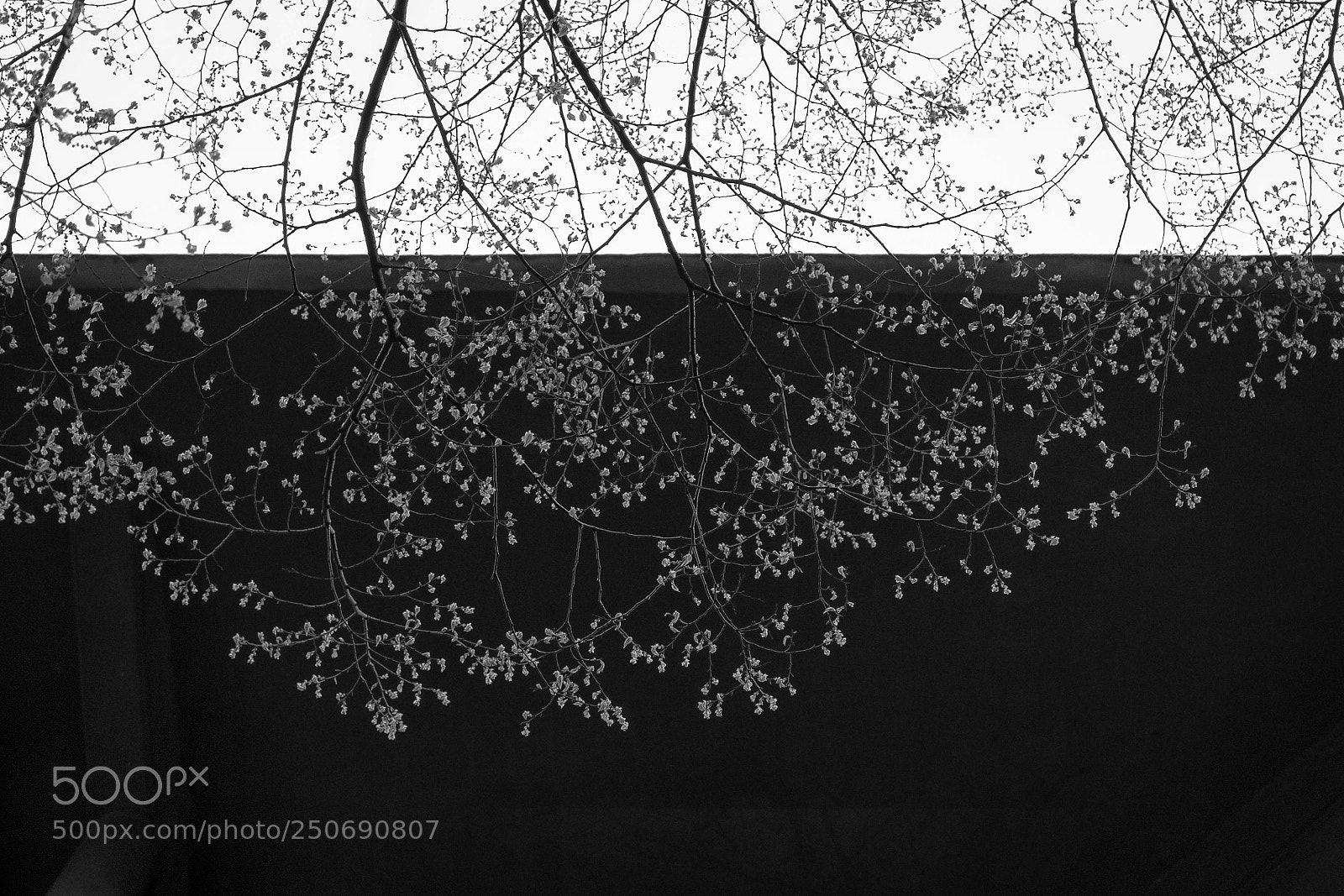 Canon EOS 100D (EOS Rebel SL1 / EOS Kiss X7) sample photo. Spring in seoul photography