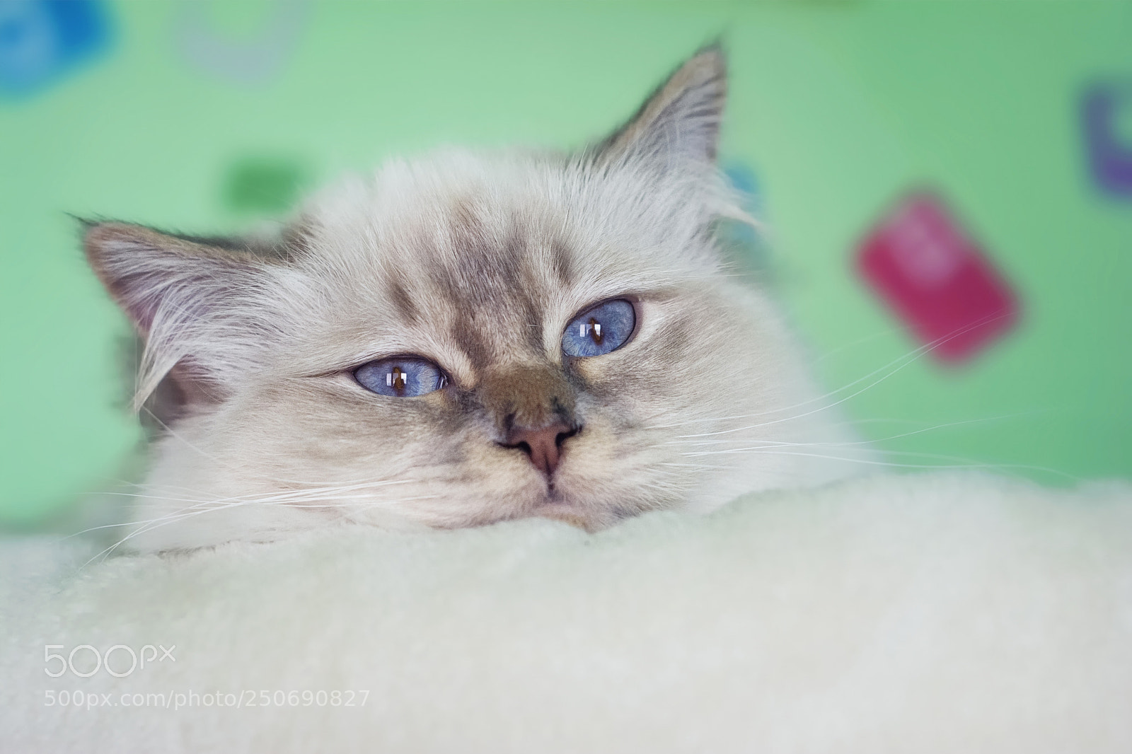 Nikon D7100 sample photo. Birma cat photography