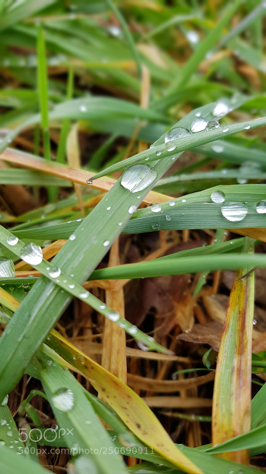Samsung Galaxy S8+ sample photo. Spring photography