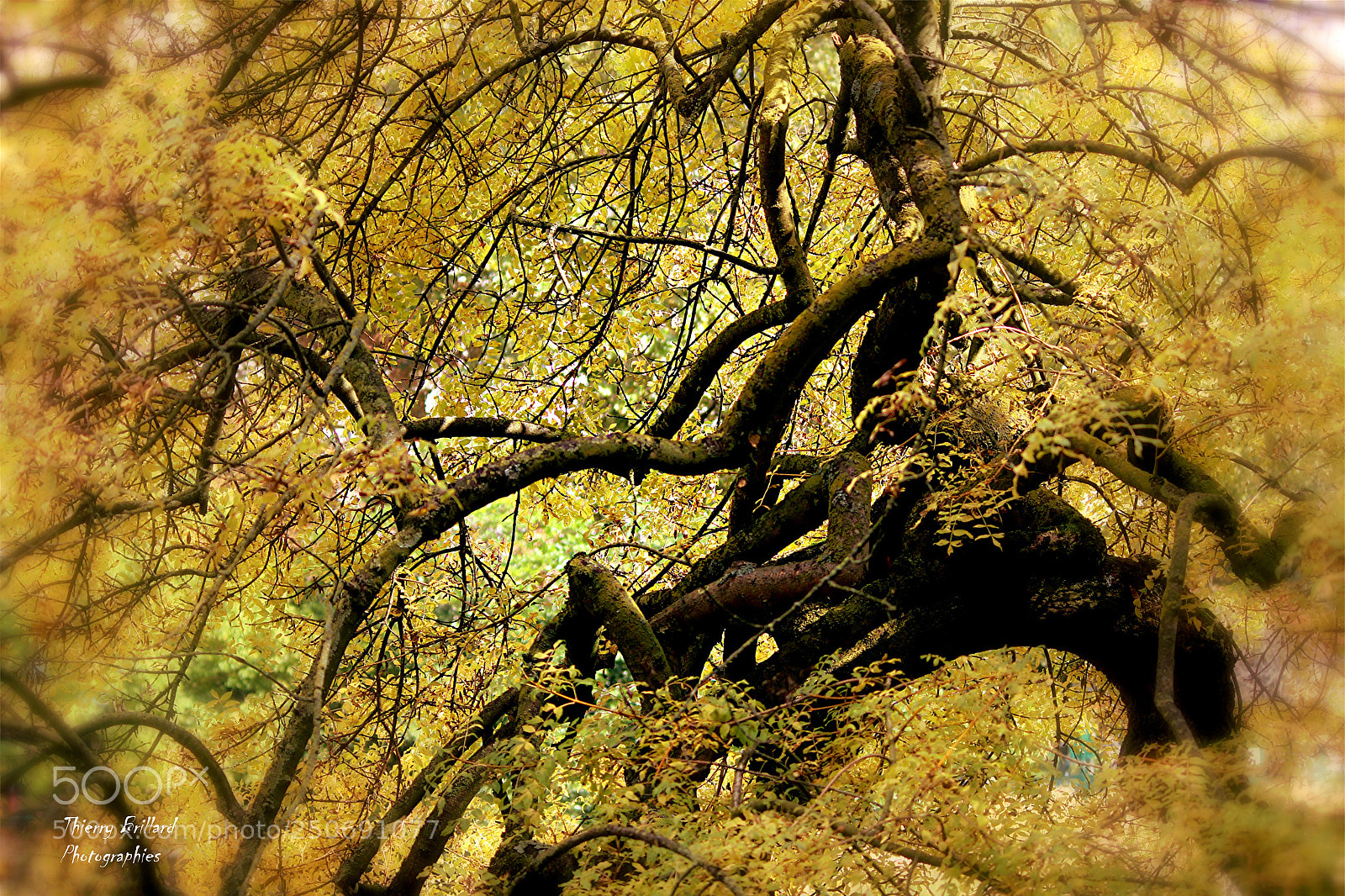 Canon EOS 600D (Rebel EOS T3i / EOS Kiss X5) sample photo. L'arbre aux branches multiples photography