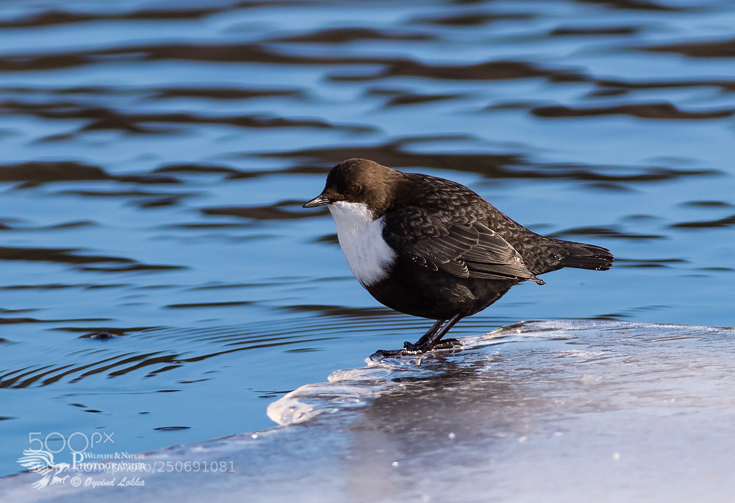 Canon EOS-1D X Mark II sample photo. Norwegian national bird photography