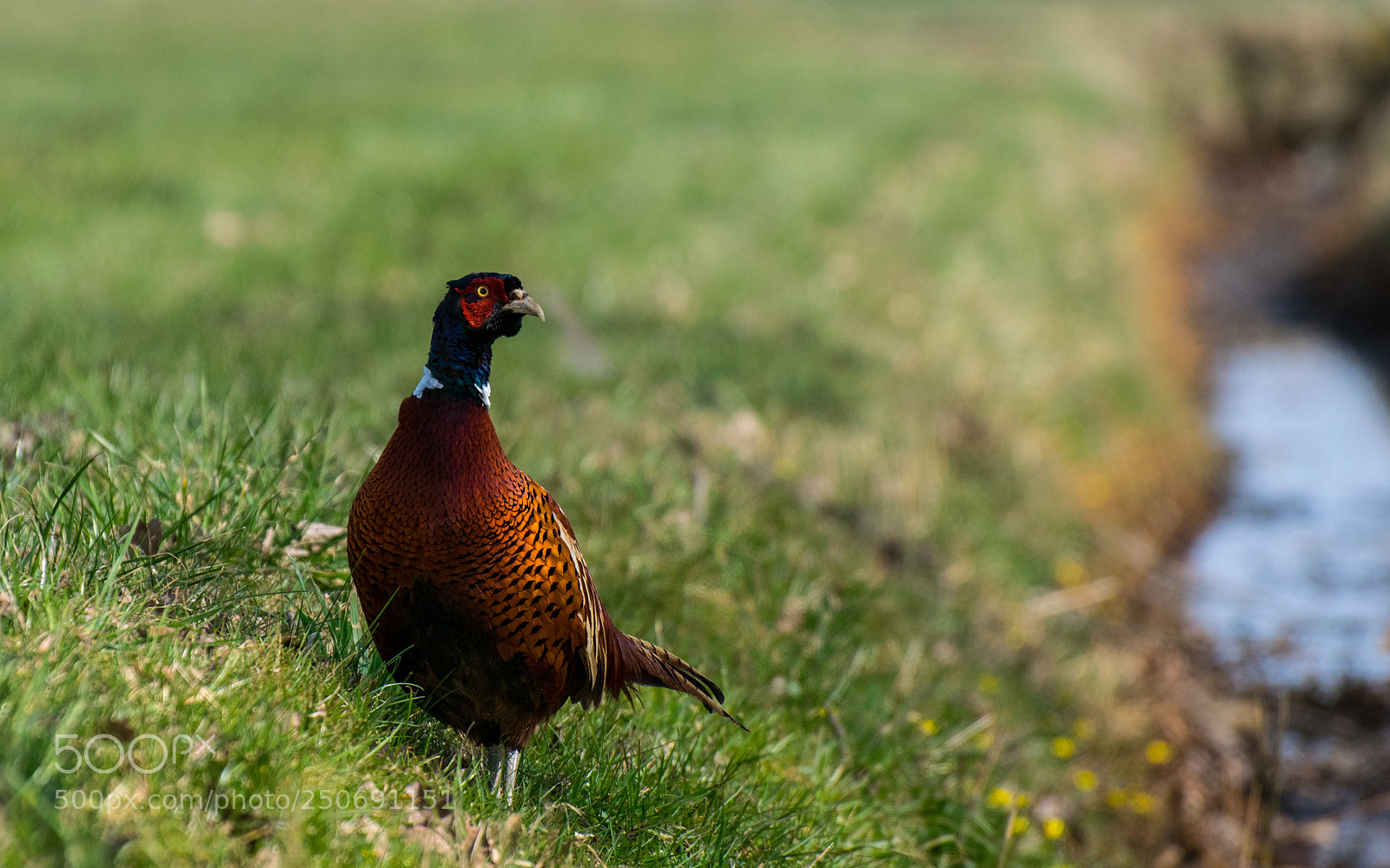 Nikon D5300 sample photo. Pheasant photography