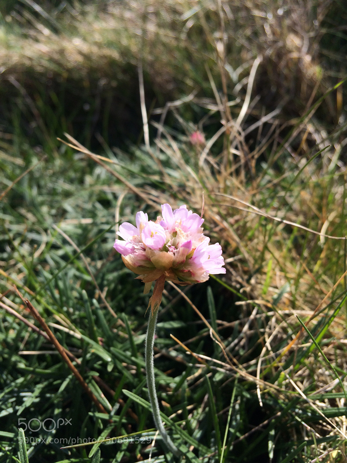Apple iPhone 5s sample photo. Untitled photography