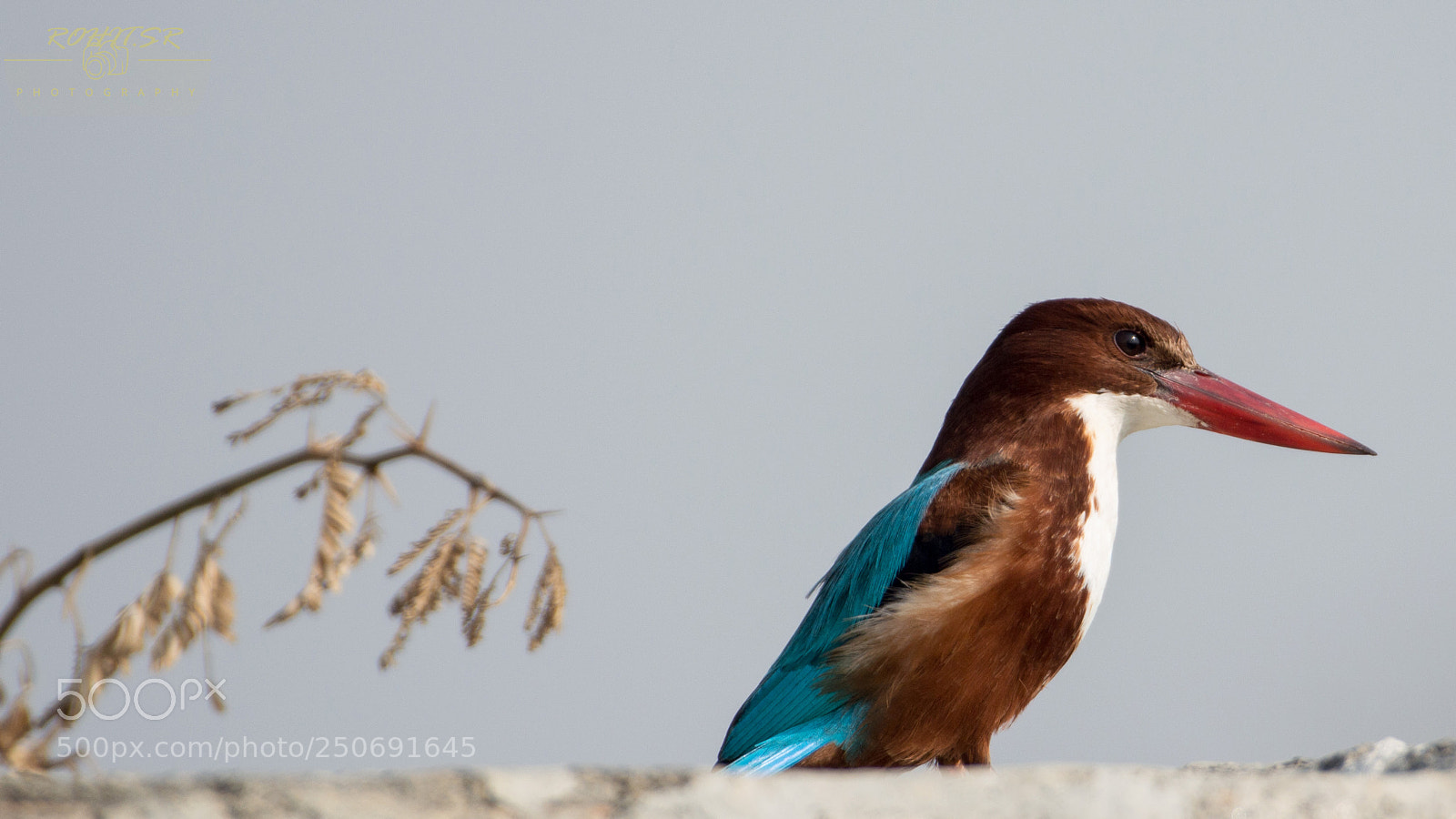 Nikon D3200 sample photo. White throated kingfisher photography
