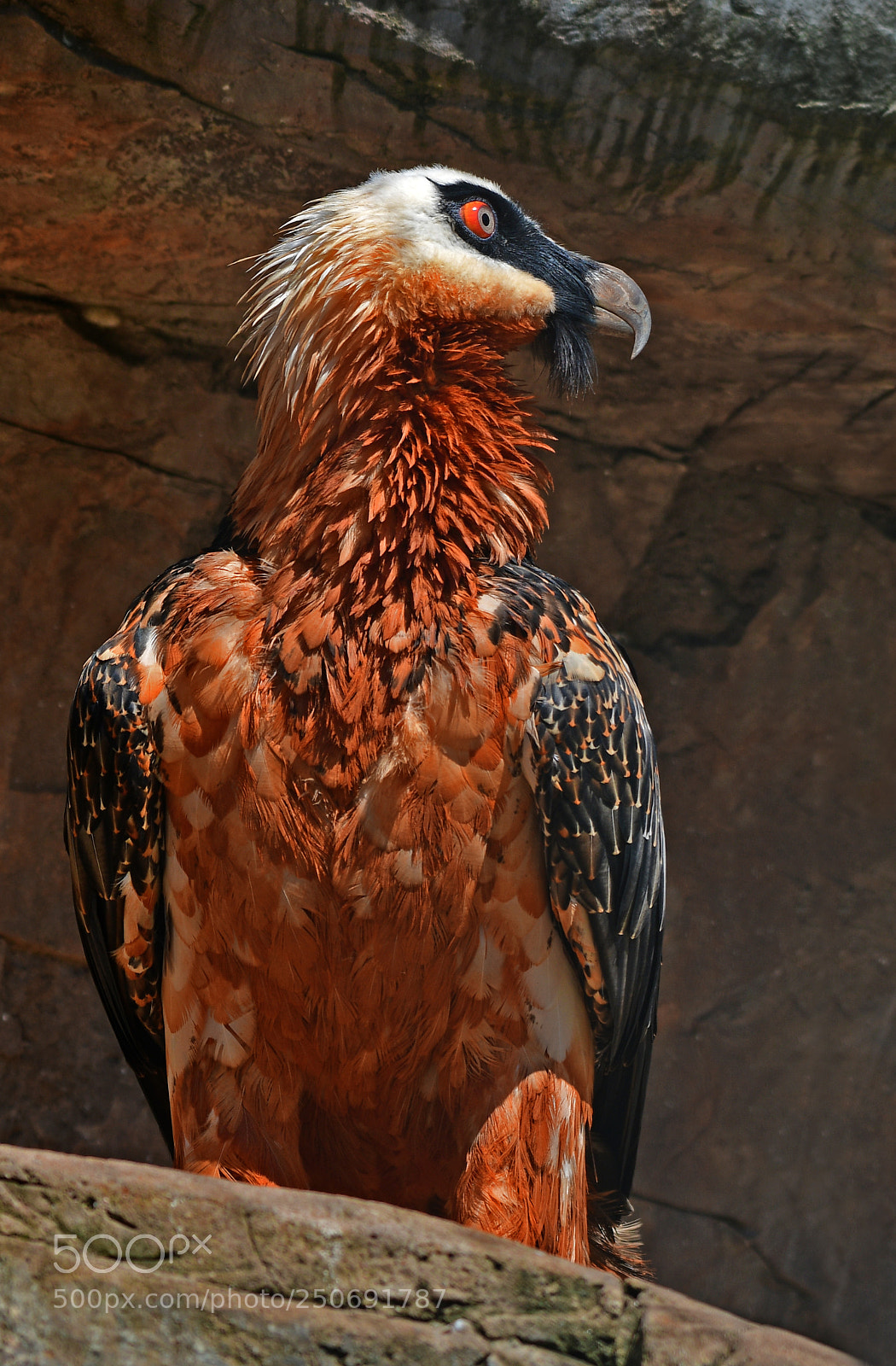 Nikon D500 sample photo. Lammergeier adult photography