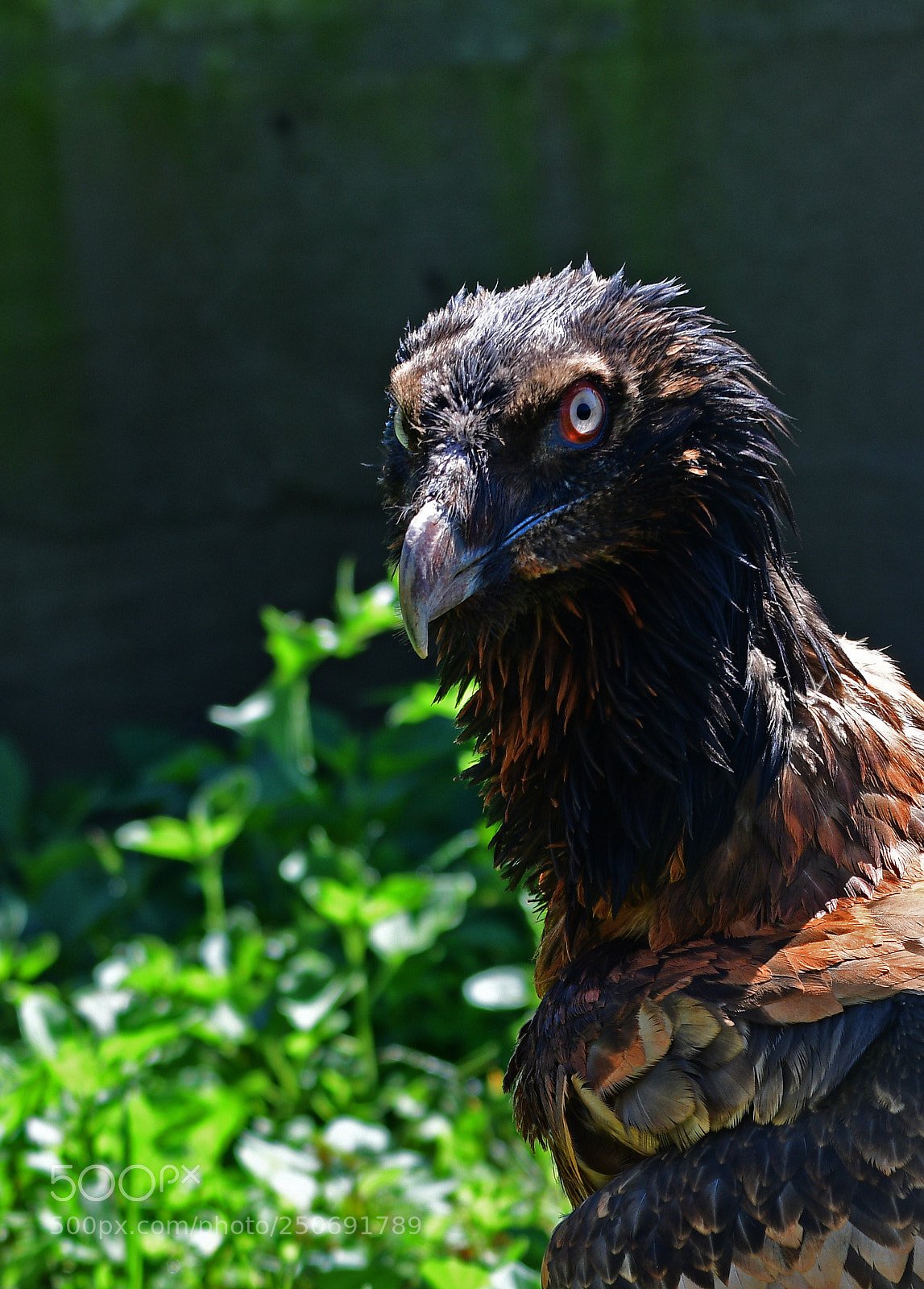 Nikon D500 sample photo. Lammergeier juvenile photography