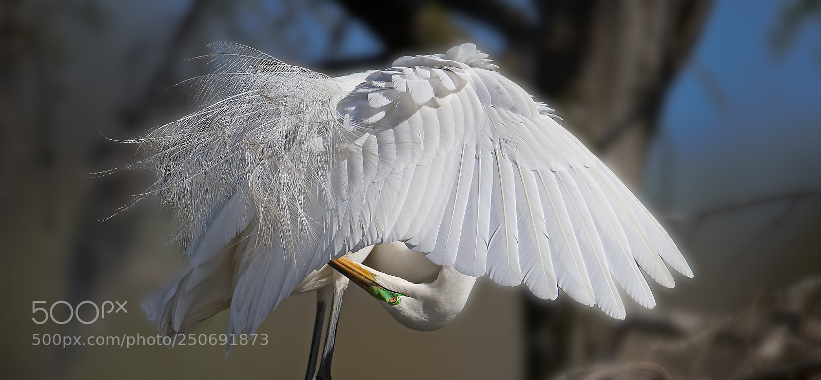 Canon EOS-1D X sample photo. Great egret photography