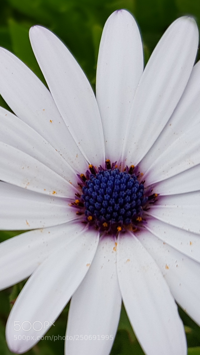 Samsung Galaxy S8+ sample photo. Pollen... photography