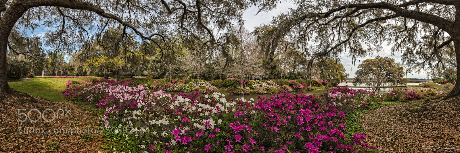 Canon EOS 5DS sample photo. Middleton place azalea gardens photography