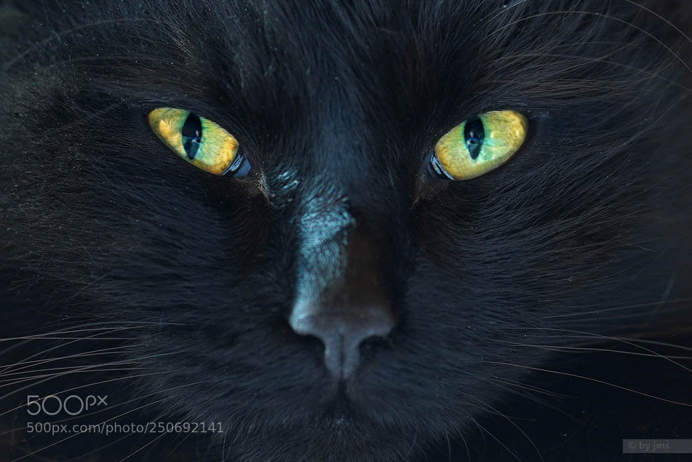 Sony a7 III sample photo. Filou ... und der fotograf photography