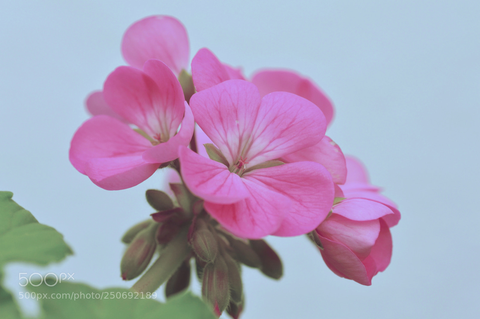 Nikon D3200 sample photo. Natural   geranio   de   primavera photography