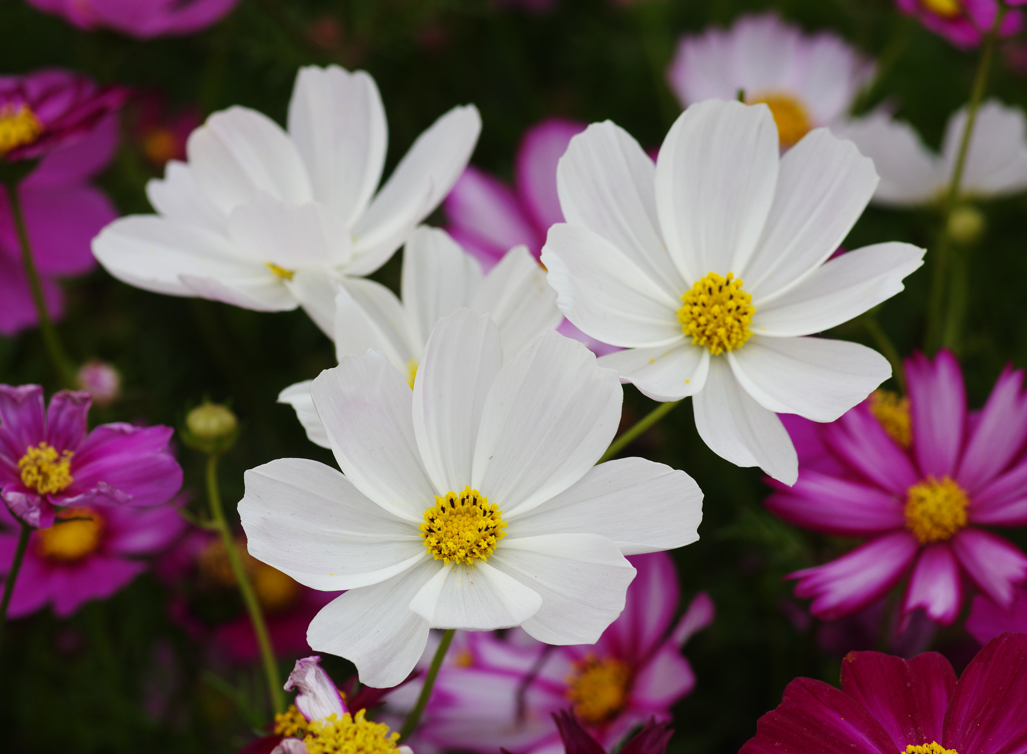 Pentax K-3 + Pentax smc D-FA 100mm F2.8 Macro WR sample photo