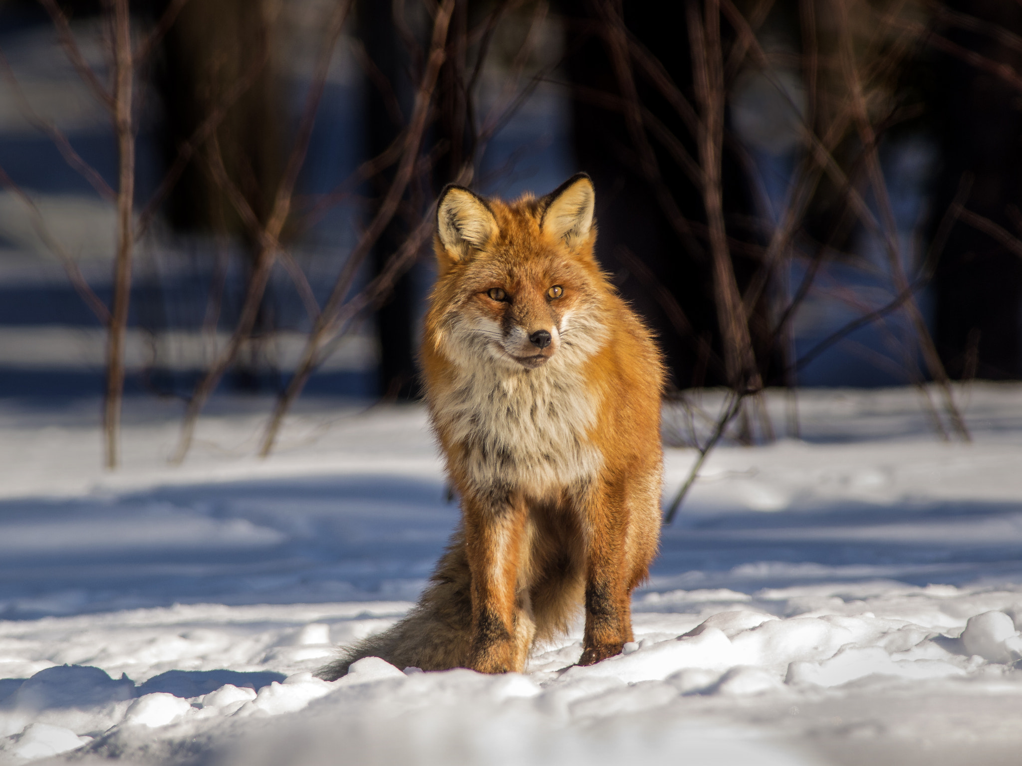 Olympus E-5 sample photo. Fox in the snow photography