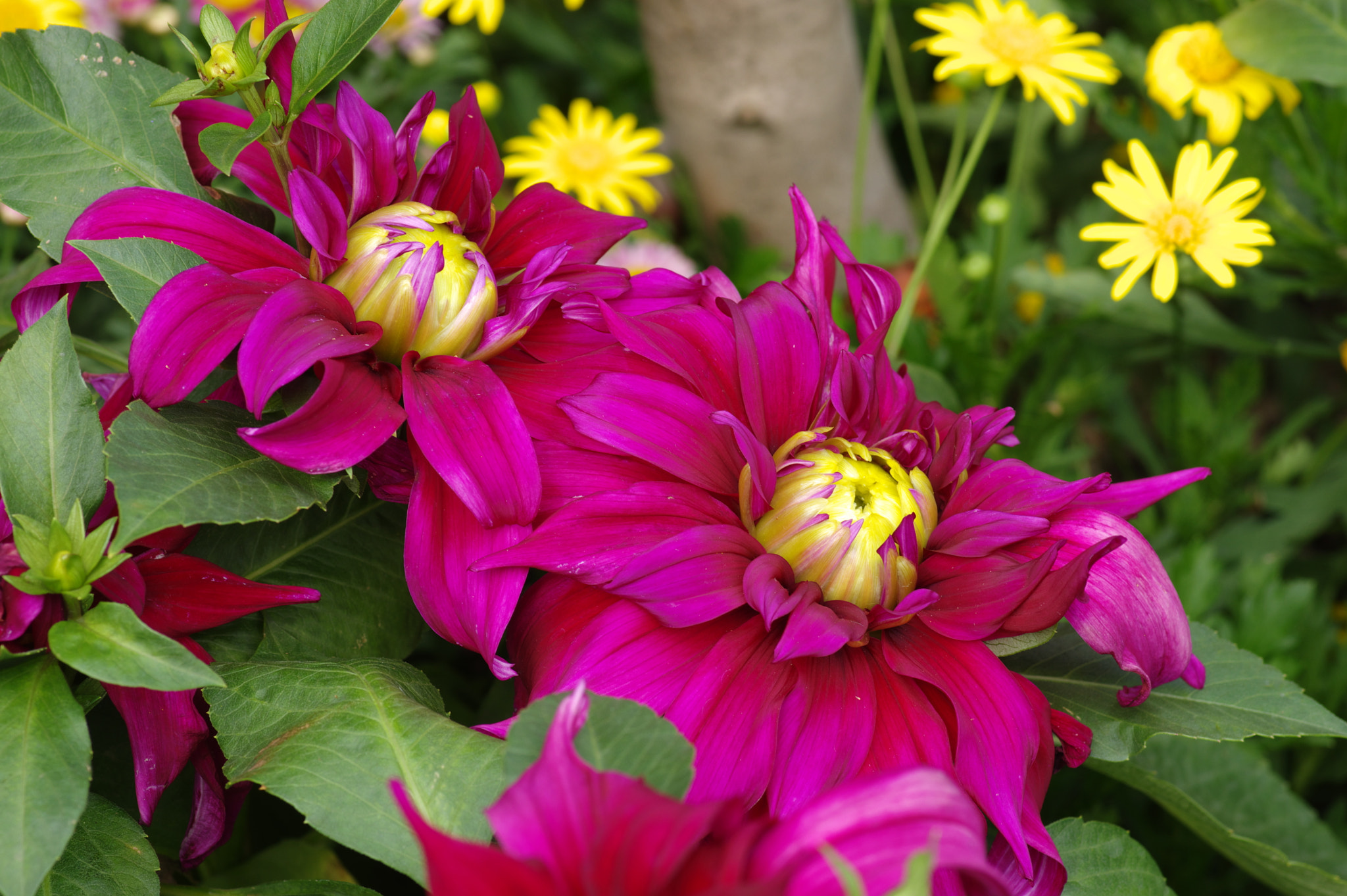 Pentax smc D-FA 100mm F2.8 Macro WR sample photo
