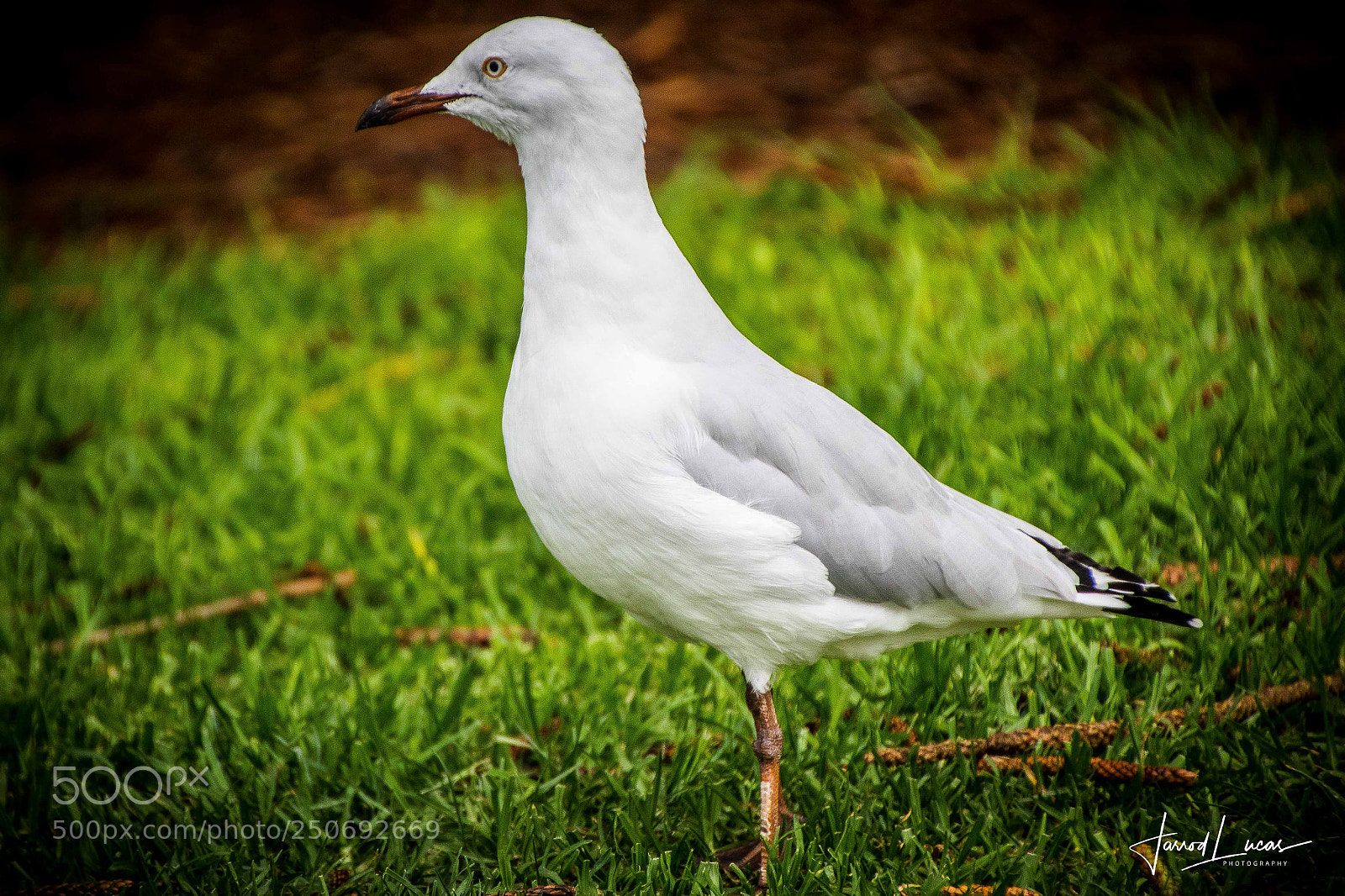 Canon EOS 7D Mark II sample photo. Seagull close-up photography