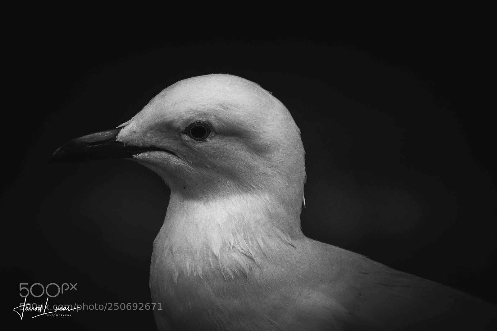 Canon EOS 7D Mark II sample photo. Seagull close-up photography