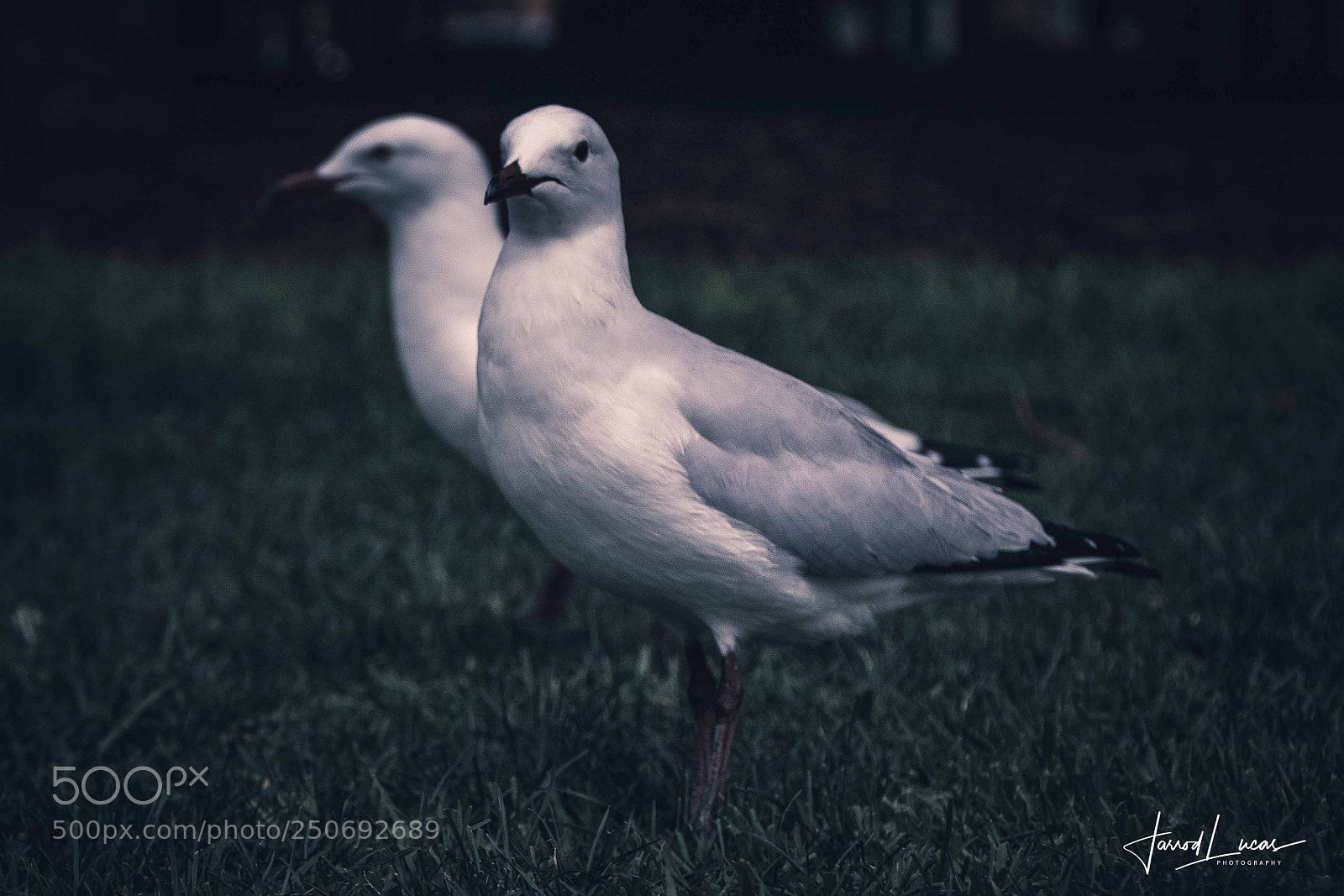 Canon EOS 7D Mark II sample photo. Seagull close-up photography