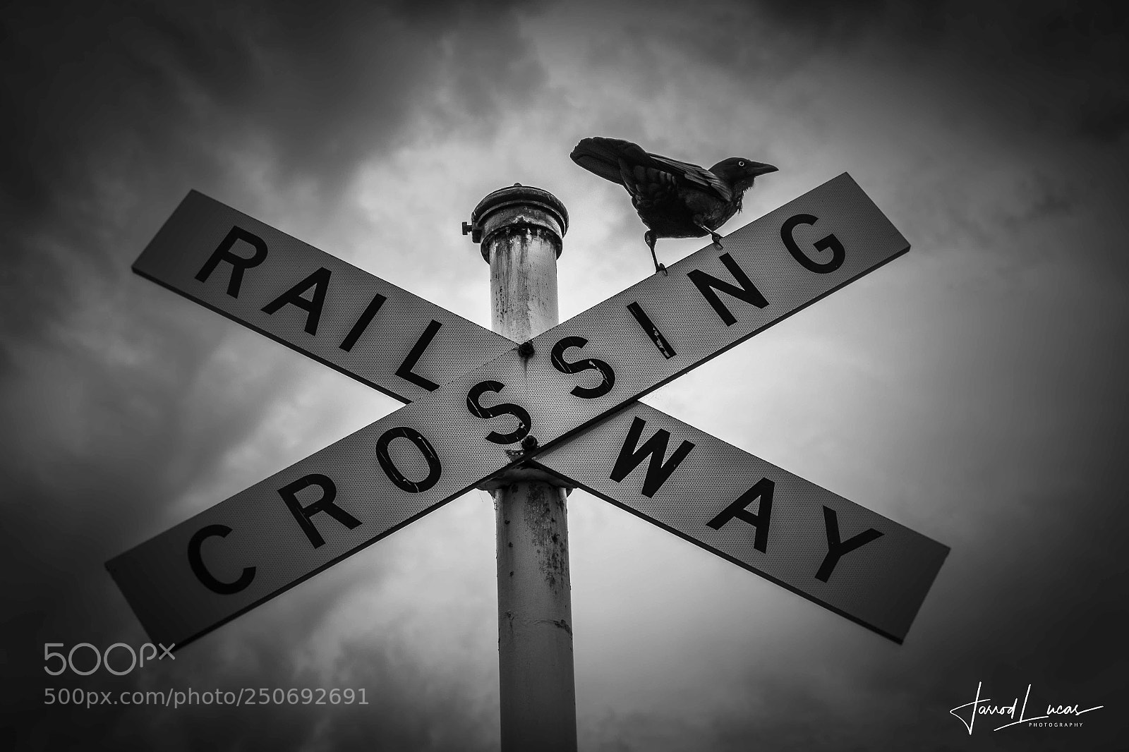 Canon EOS 7D Mark II sample photo. Crow crossing photography
