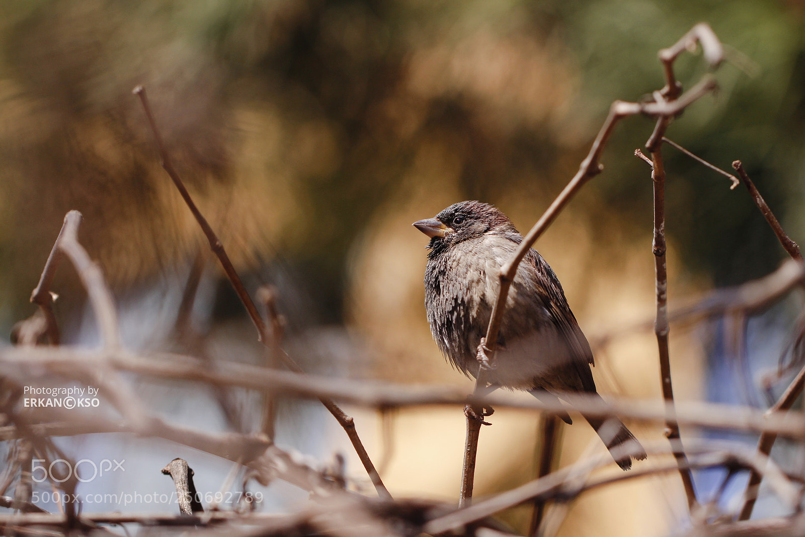 Canon EOS 650D (EOS Rebel T4i / EOS Kiss X6i) sample photo. Sparrow bird photography