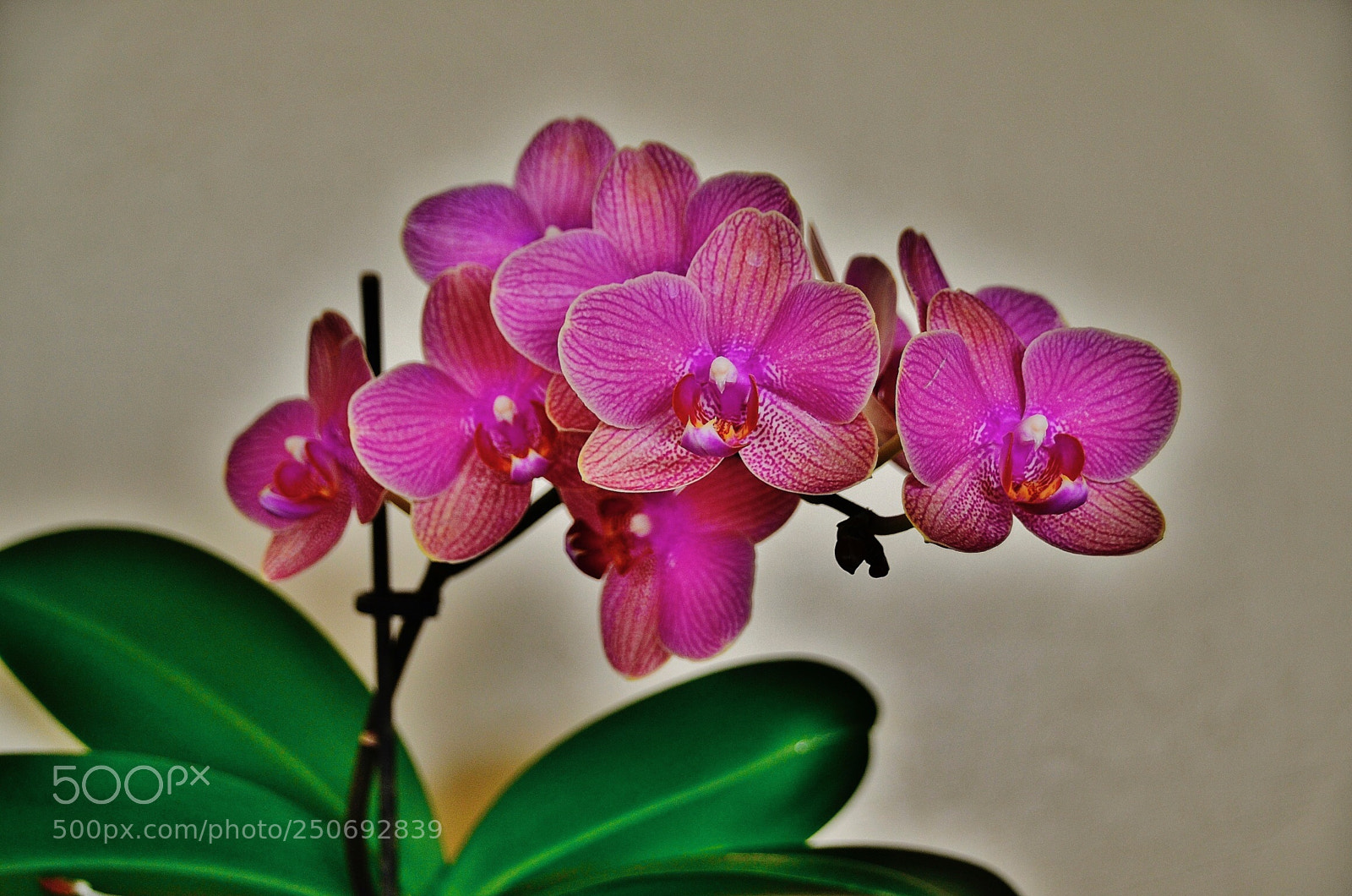 Nikon D7000 sample photo. Purple orchide photography