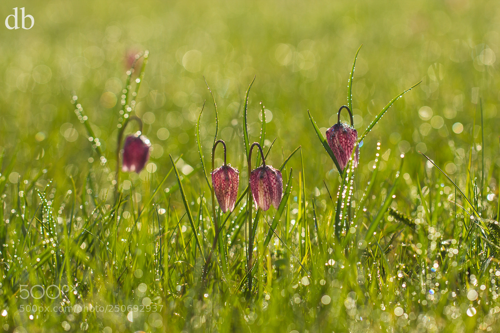 Canon EOS 60D sample photo. Spring flowers photography