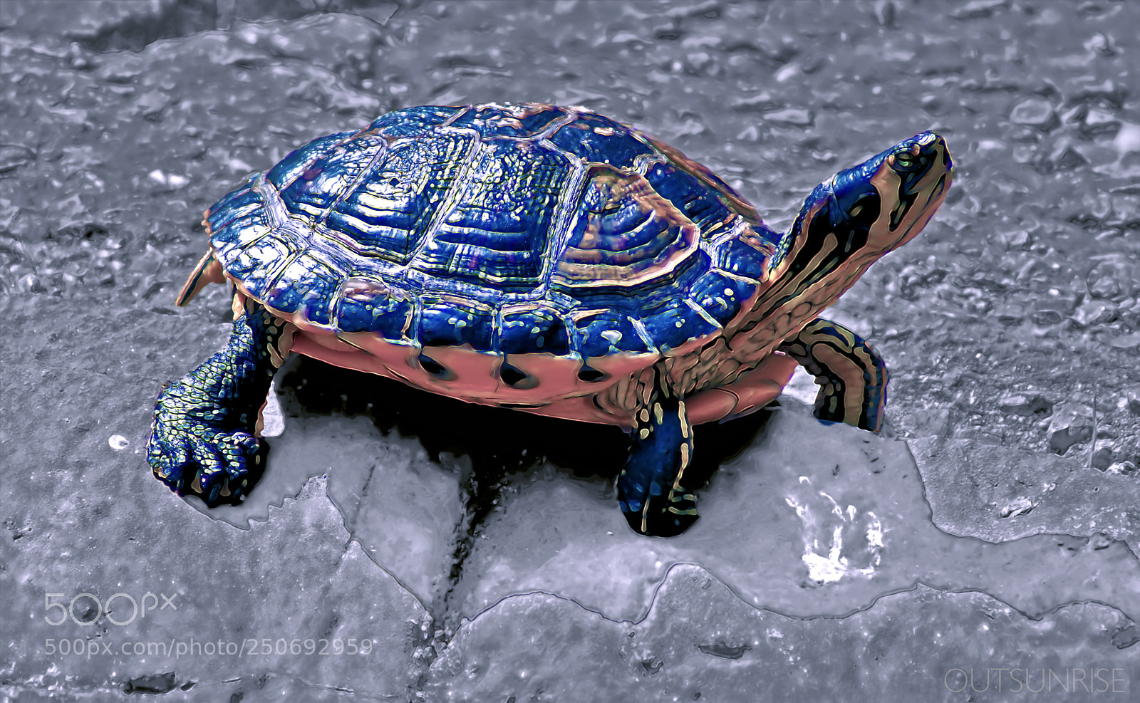 Sony SLT-A65 (SLT-A65V) sample photo. Dino by outsunrise photography
