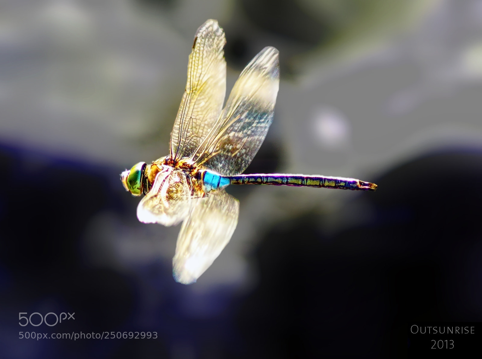 Sony SLT-A33 sample photo. Dragonfly by outsunrise photography