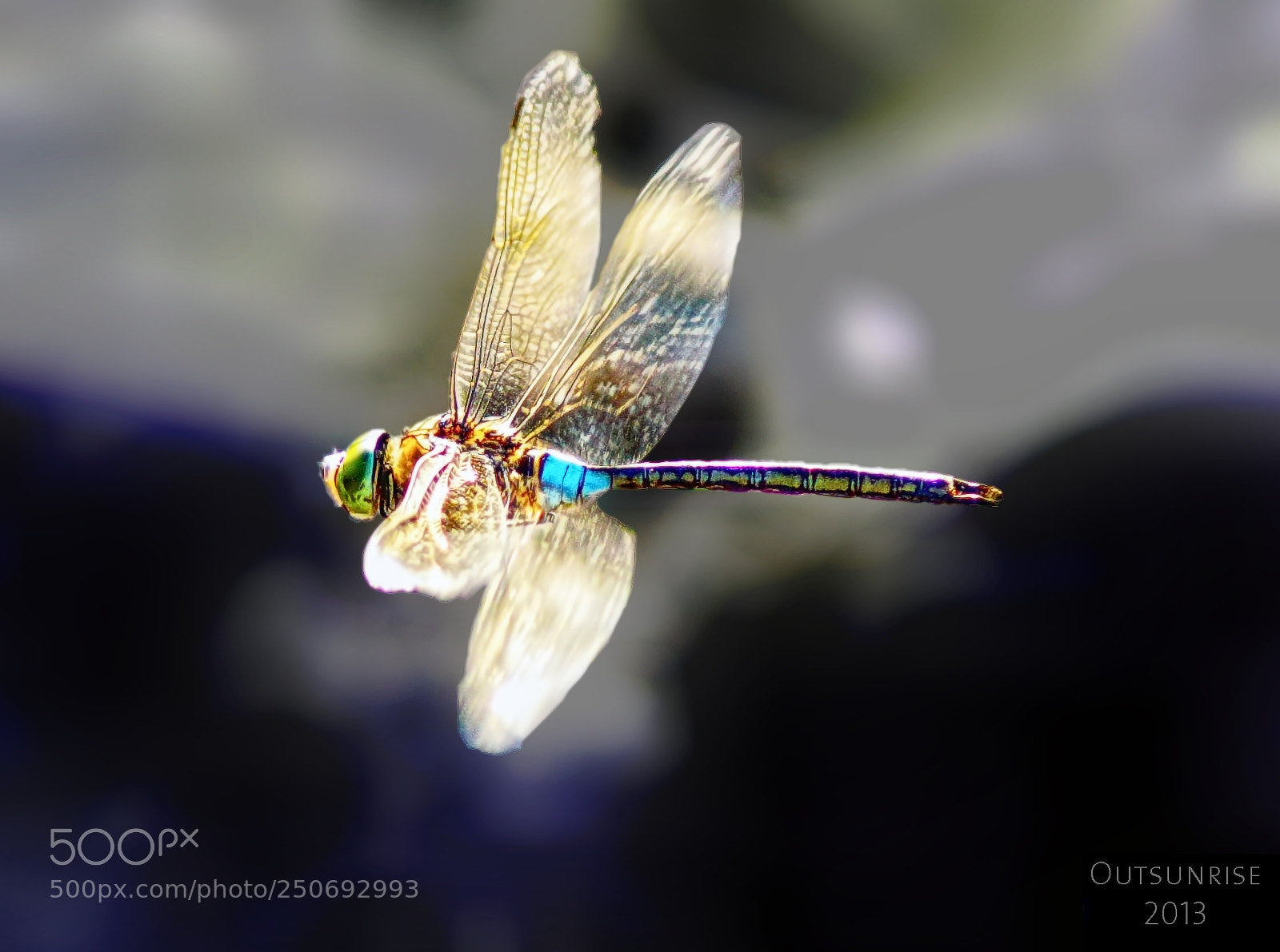 Sony SLT-A33 sample photo. Dragonfly by outsunrise photography