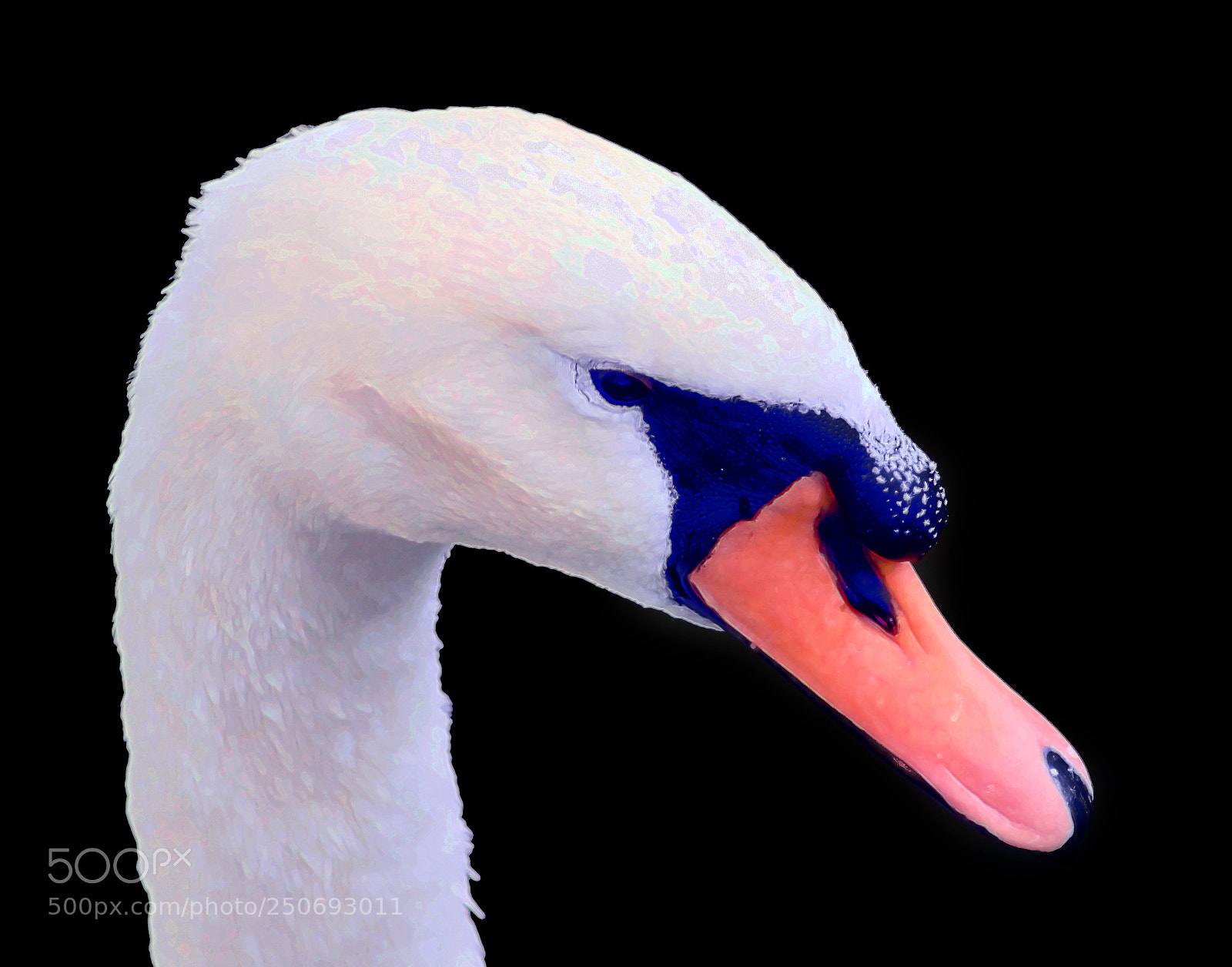 Sony SLT-A65 (SLT-A65V) sample photo. Elegance ii by outsunrise photography