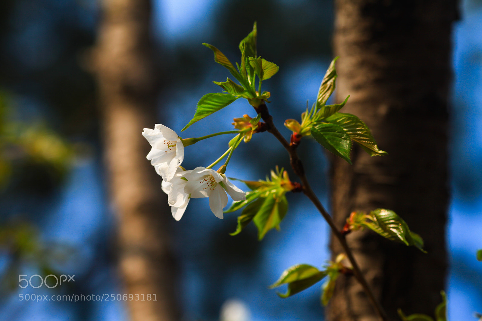 Canon EOS 5D Mark II sample photo. Flower photography