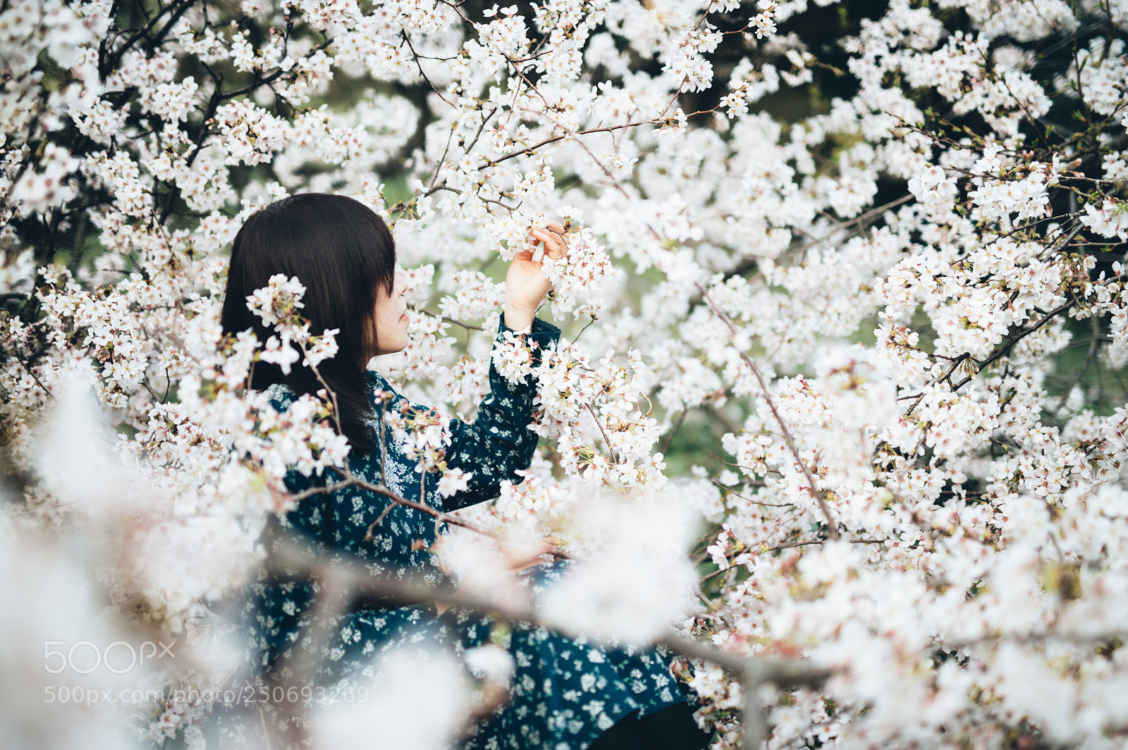 Nikon D4S sample photo. 散りゆく桜の中で photography
