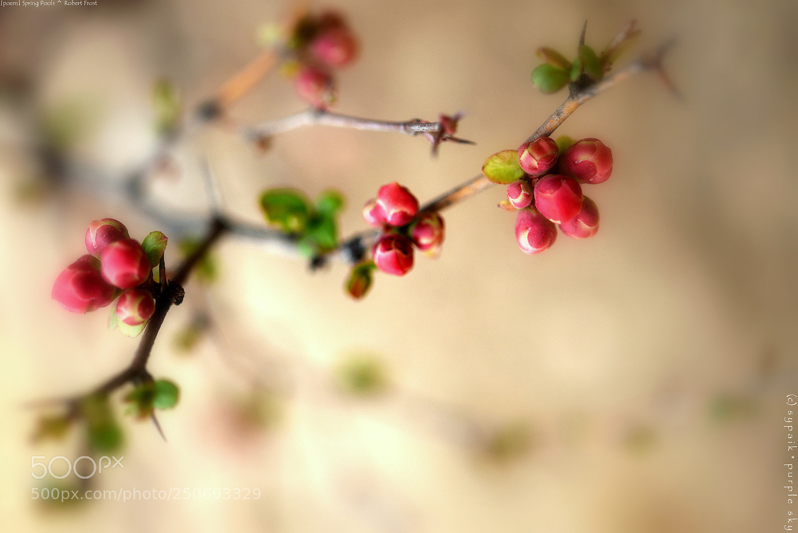 Nikon AF-S Micro-Nikkor 60mm F2.8G ED sample photo. Spring pools ** photography