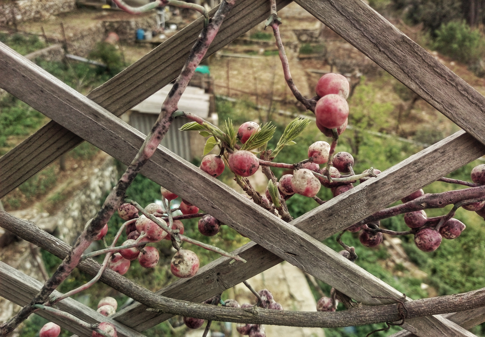 HTC DESIRE 10 PRO sample photo. B l o o m photography