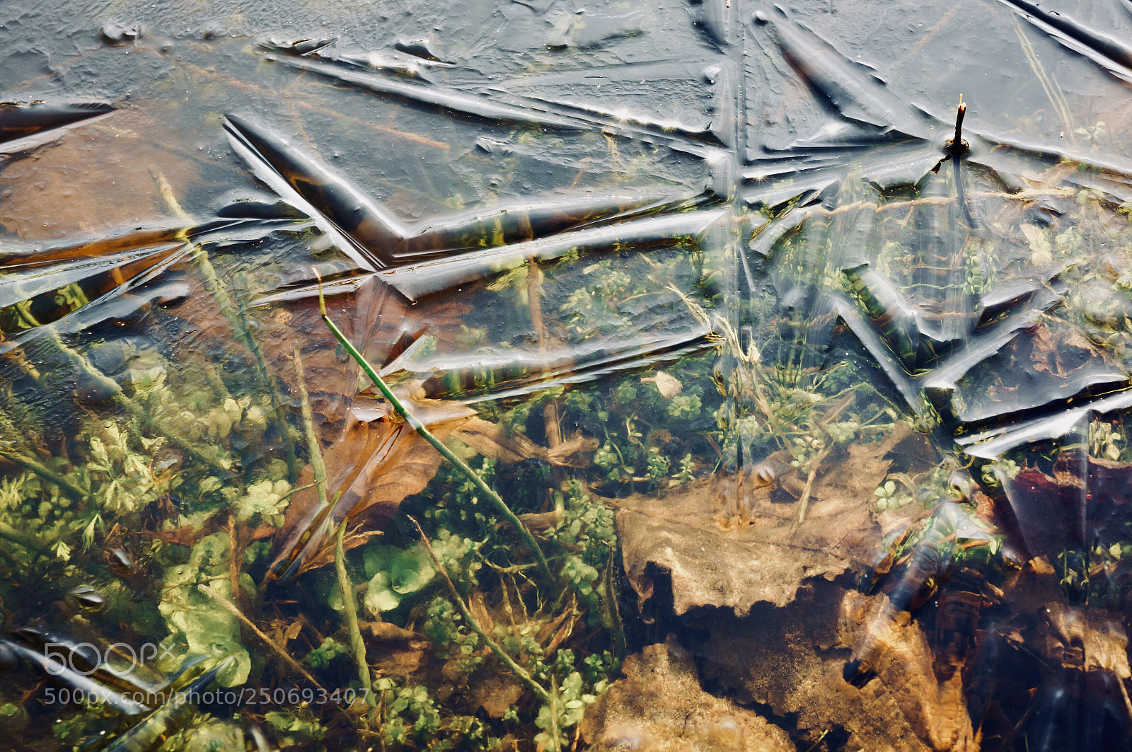 Sony Alpha NEX-5N sample photo. Deep frozen forest photography