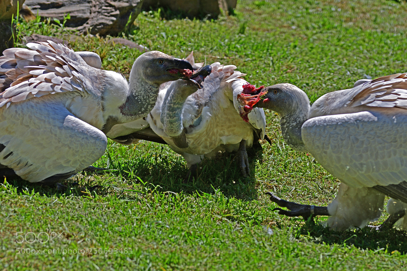 Nikon D500 sample photo. Whitebacked feeding frenzy photography