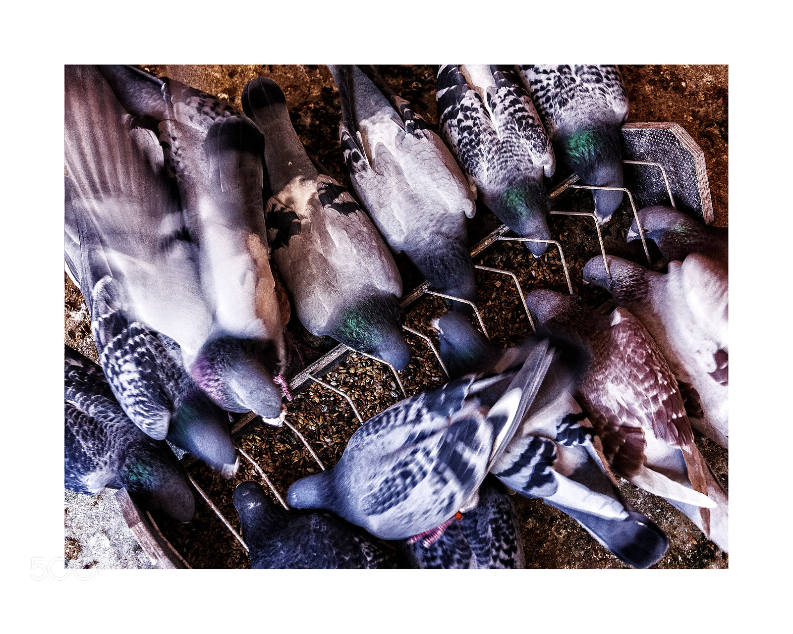 Canon EOS 40D sample photo. Carrier pigeons photography