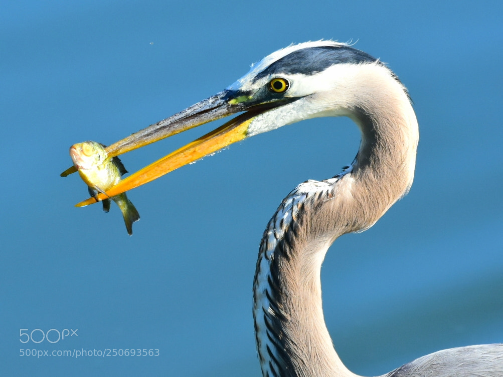 Nikon D7200 sample photo. Heron 31 - skewered. photography