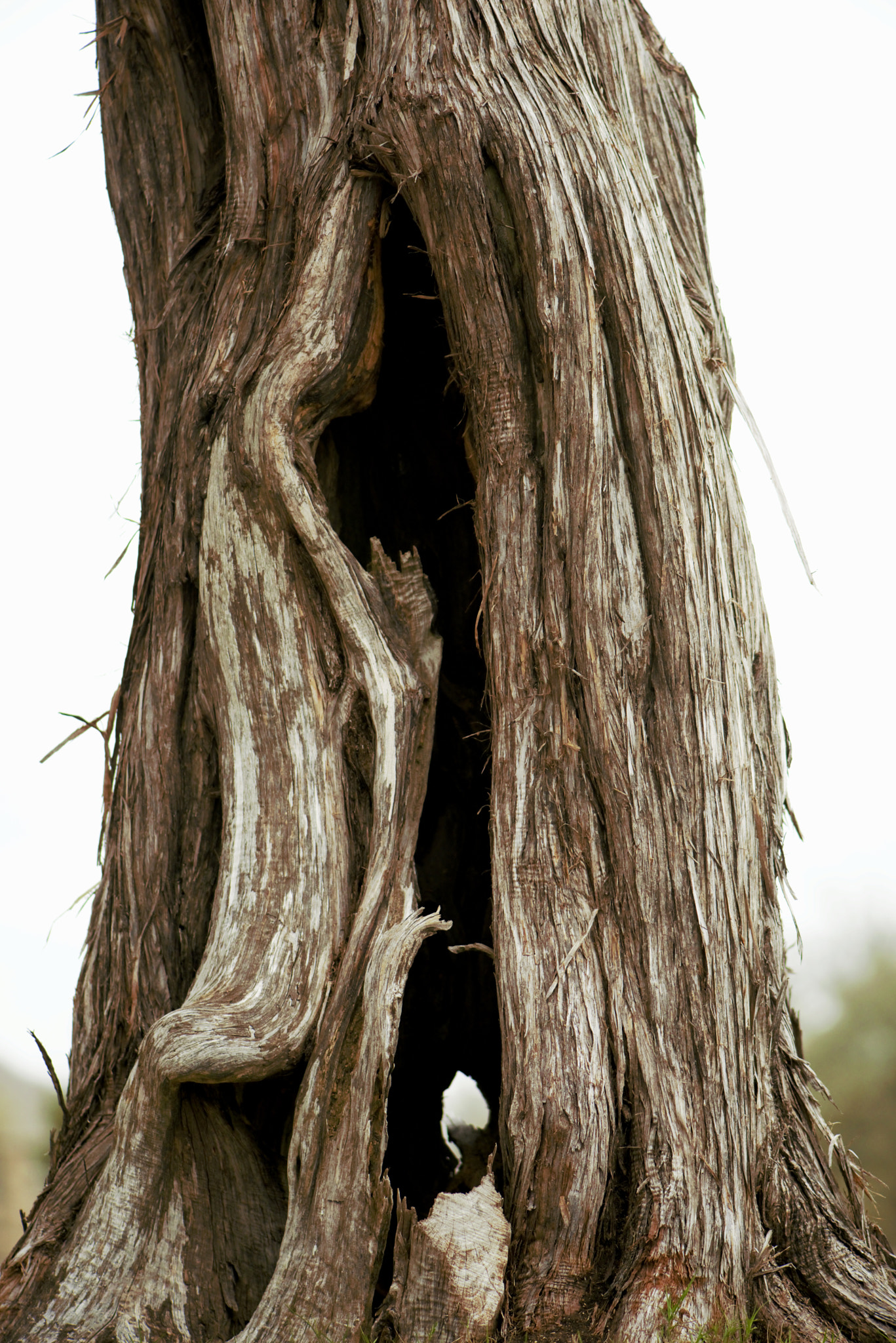 Nikon AF-S Micro-Nikkor 105mm F2.8G IF-ED VR sample photo. Resilience photography