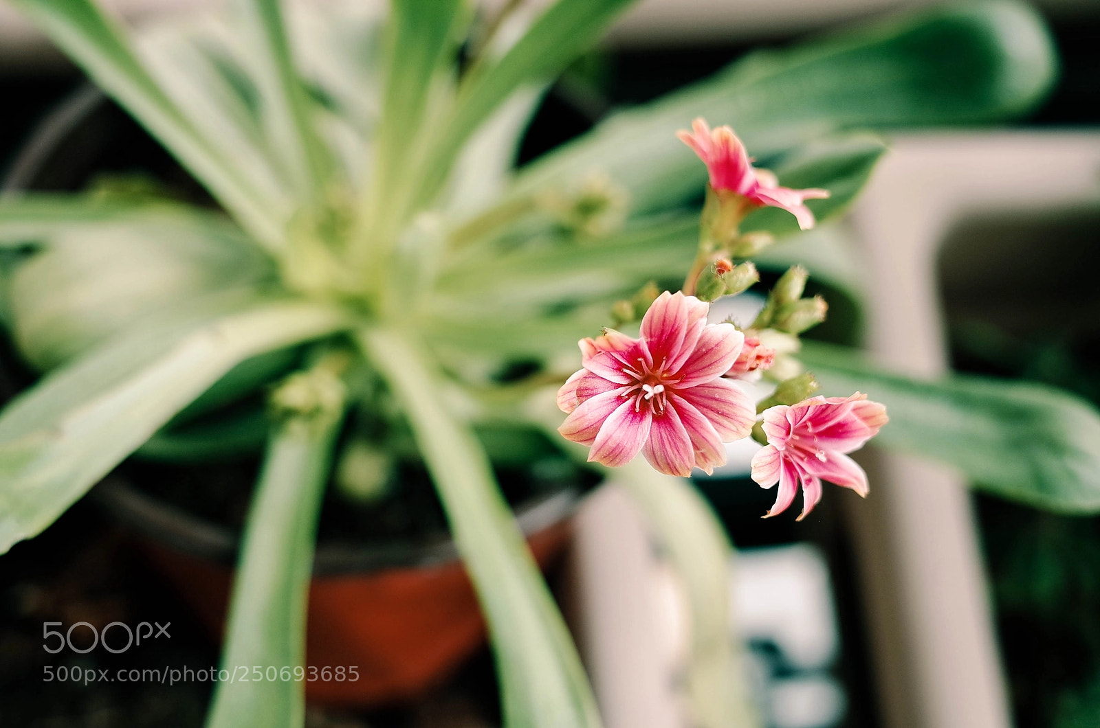 Ricoh GR II sample photo. Floret photography