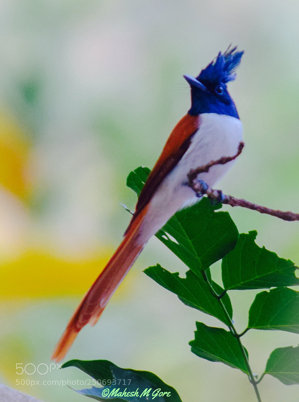 Nikon D5300 sample photo. Indian paradise flycatcher- female  photography