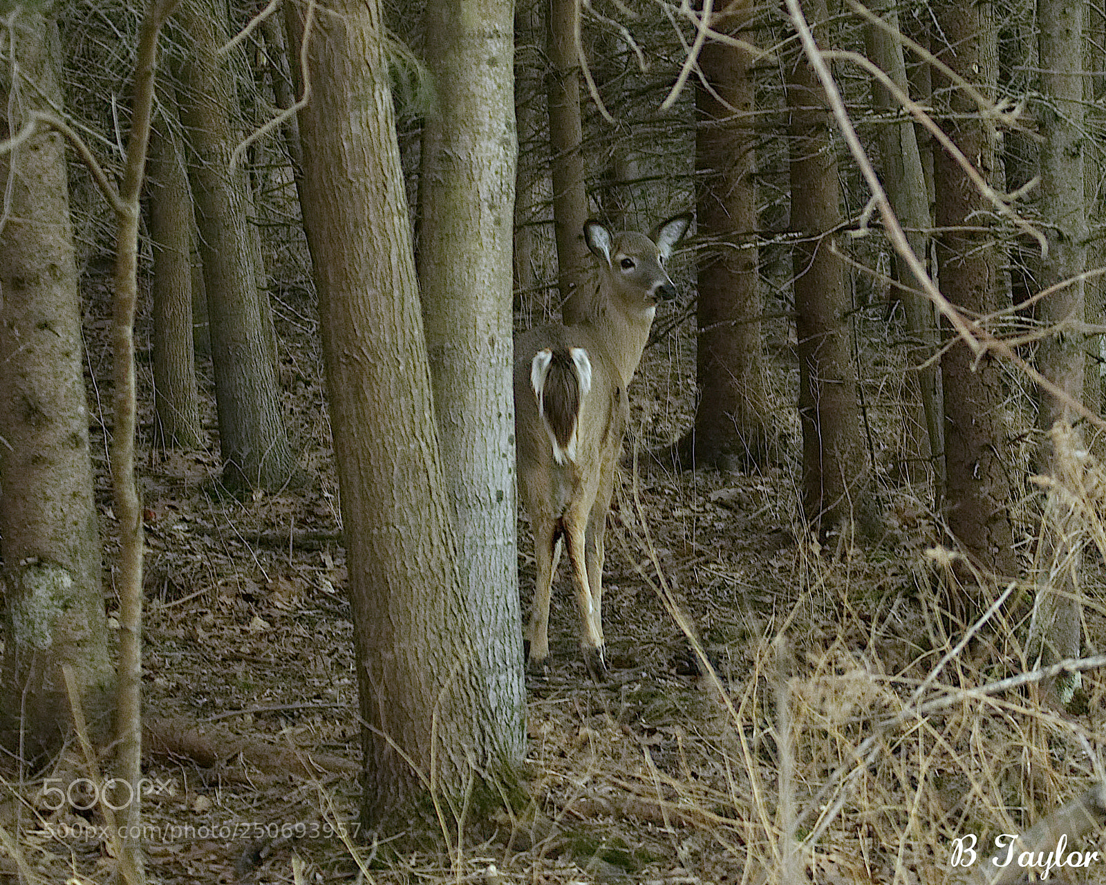Sony SLT-A57 sample photo. Deer woods photography