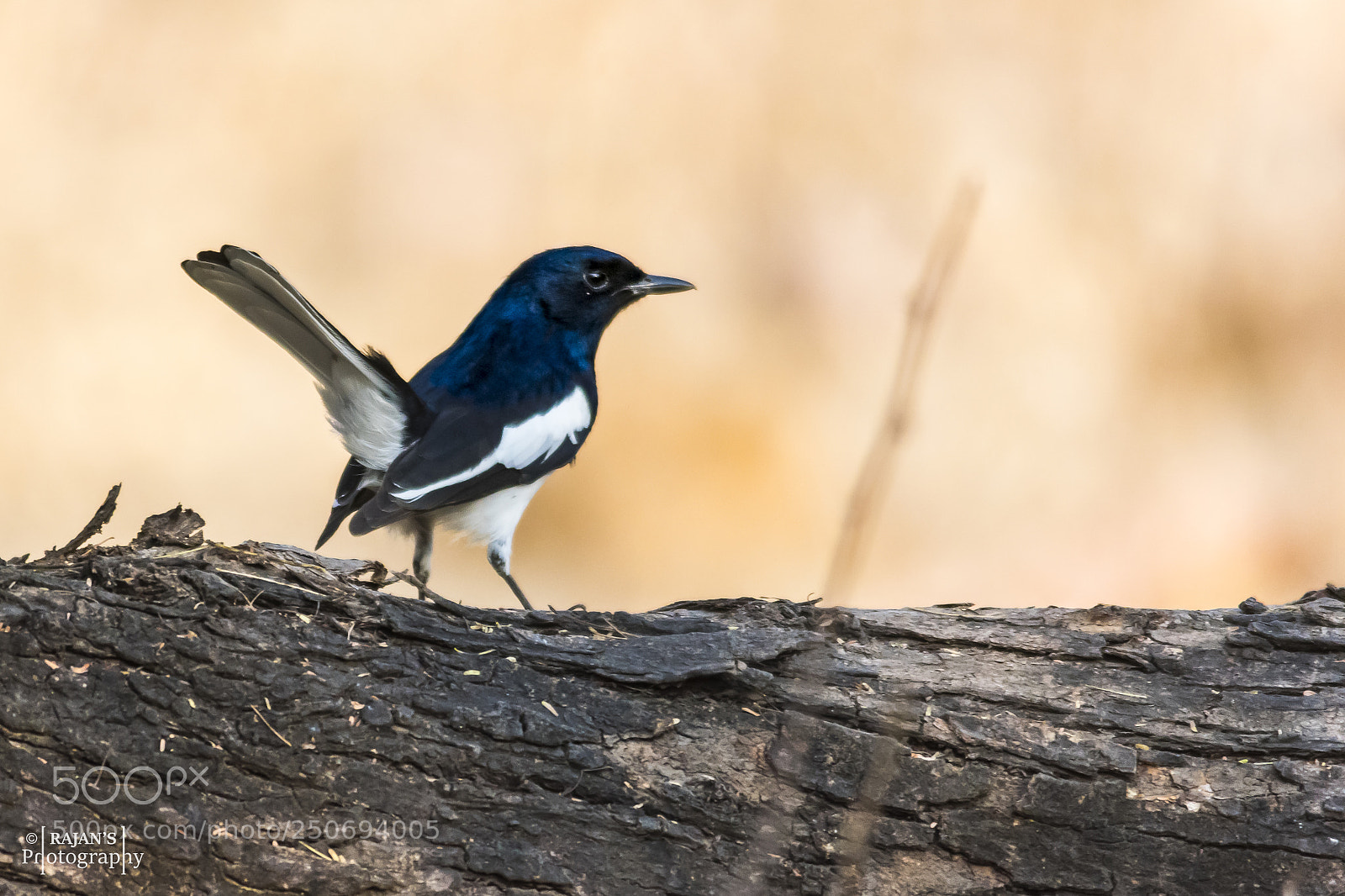 Nikon D3400 sample photo. Oriental magpie-robin photography