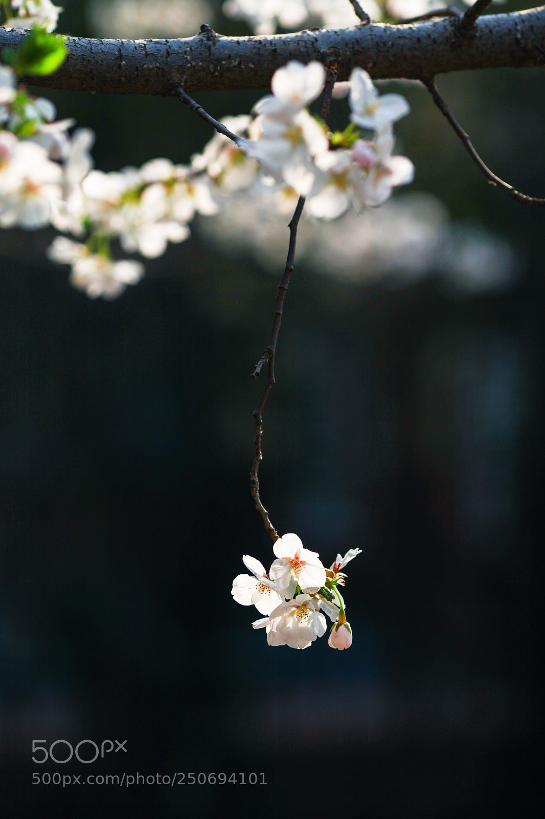 Canon EOS 5D Mark II sample photo. Flowers photography