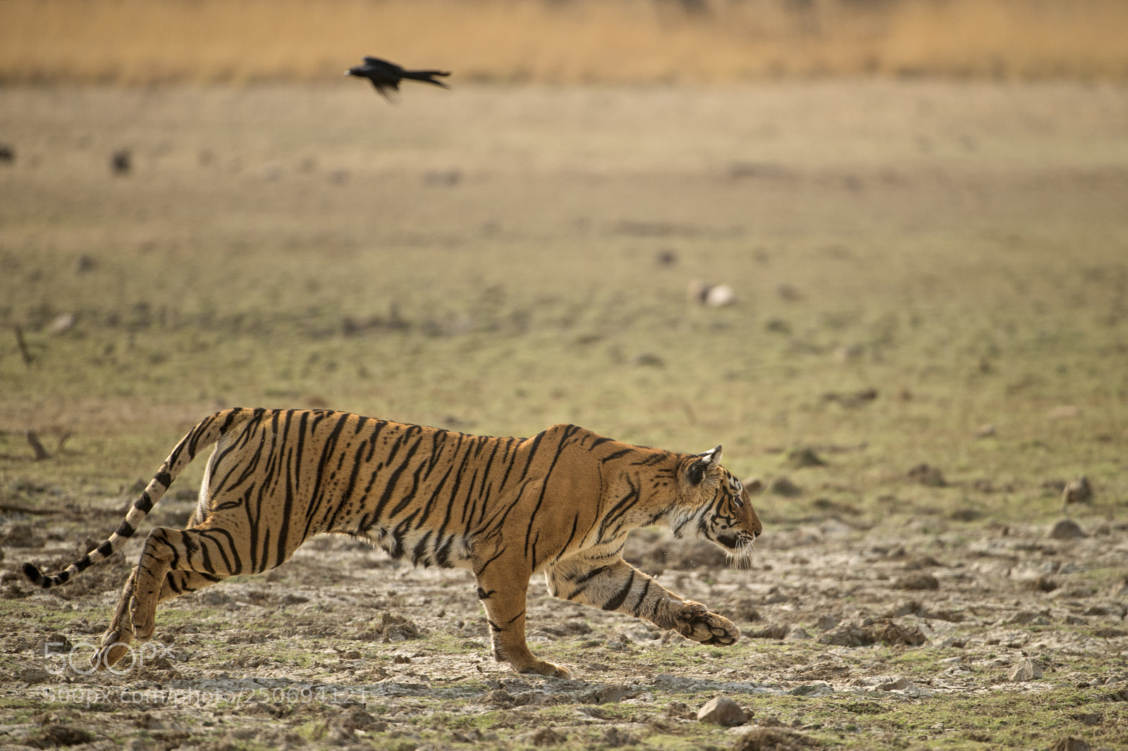 Nikon D5 sample photo. Charging tiger photography