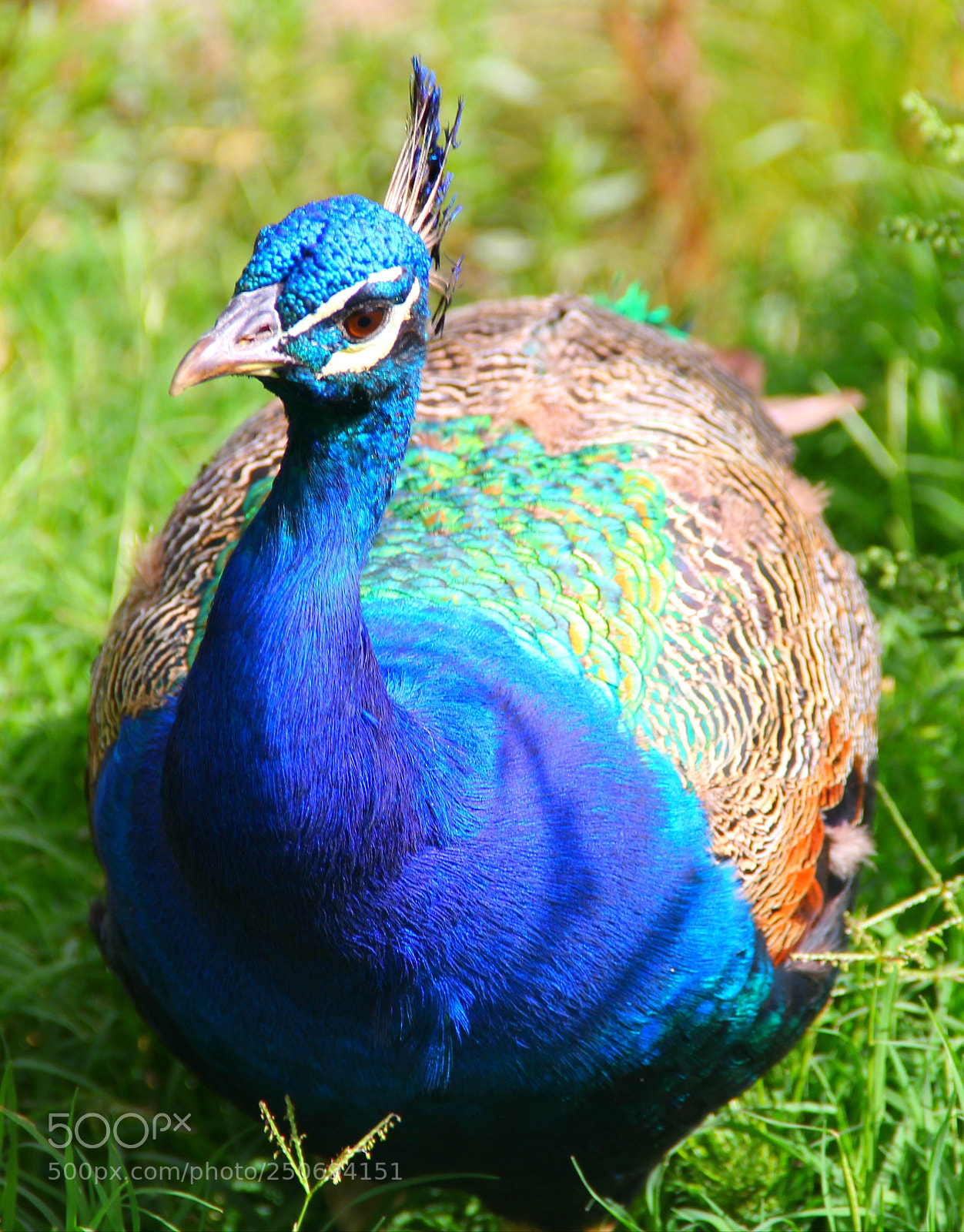 Canon EOS 60D sample photo. Think blue photography